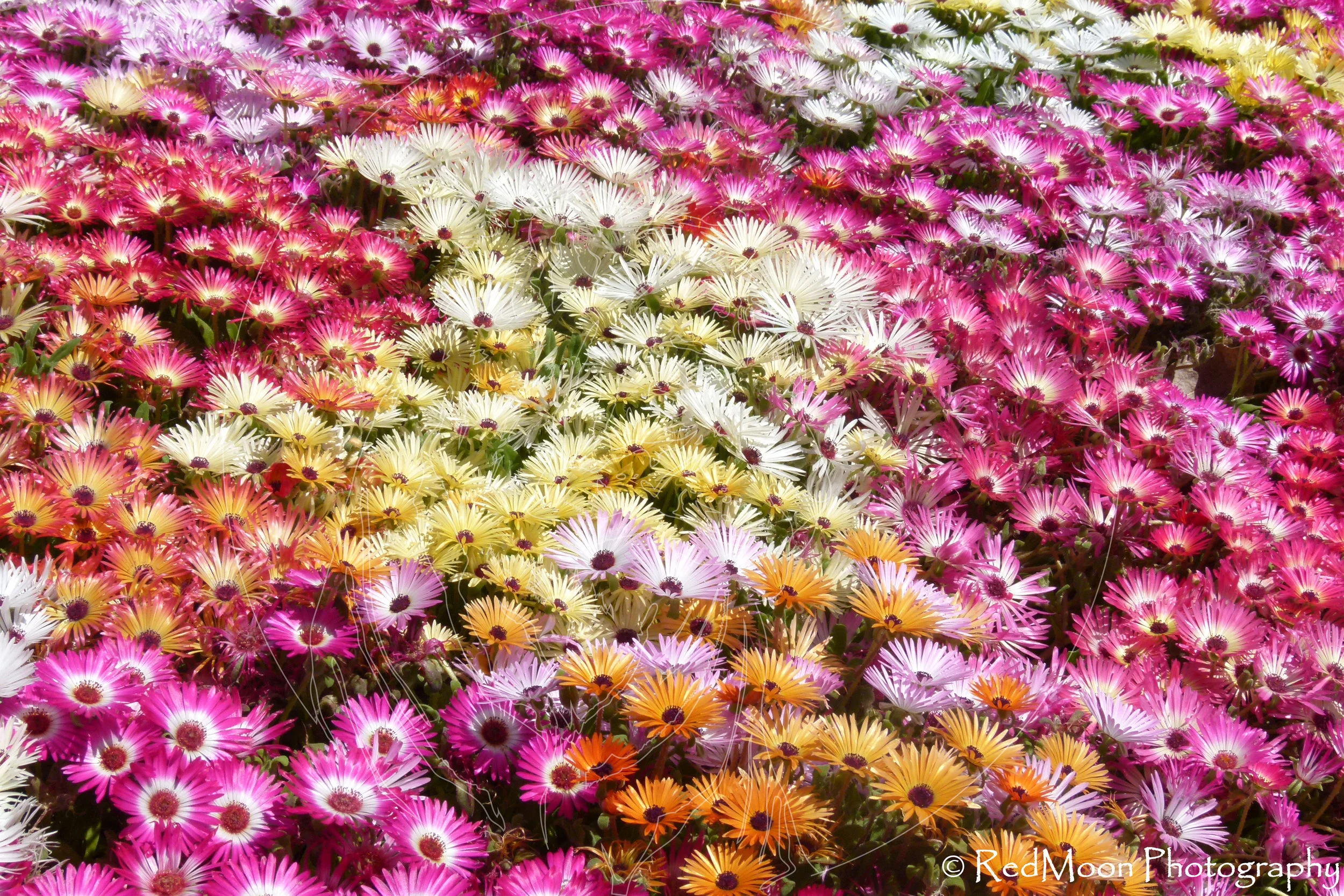 Livingstone Daisies