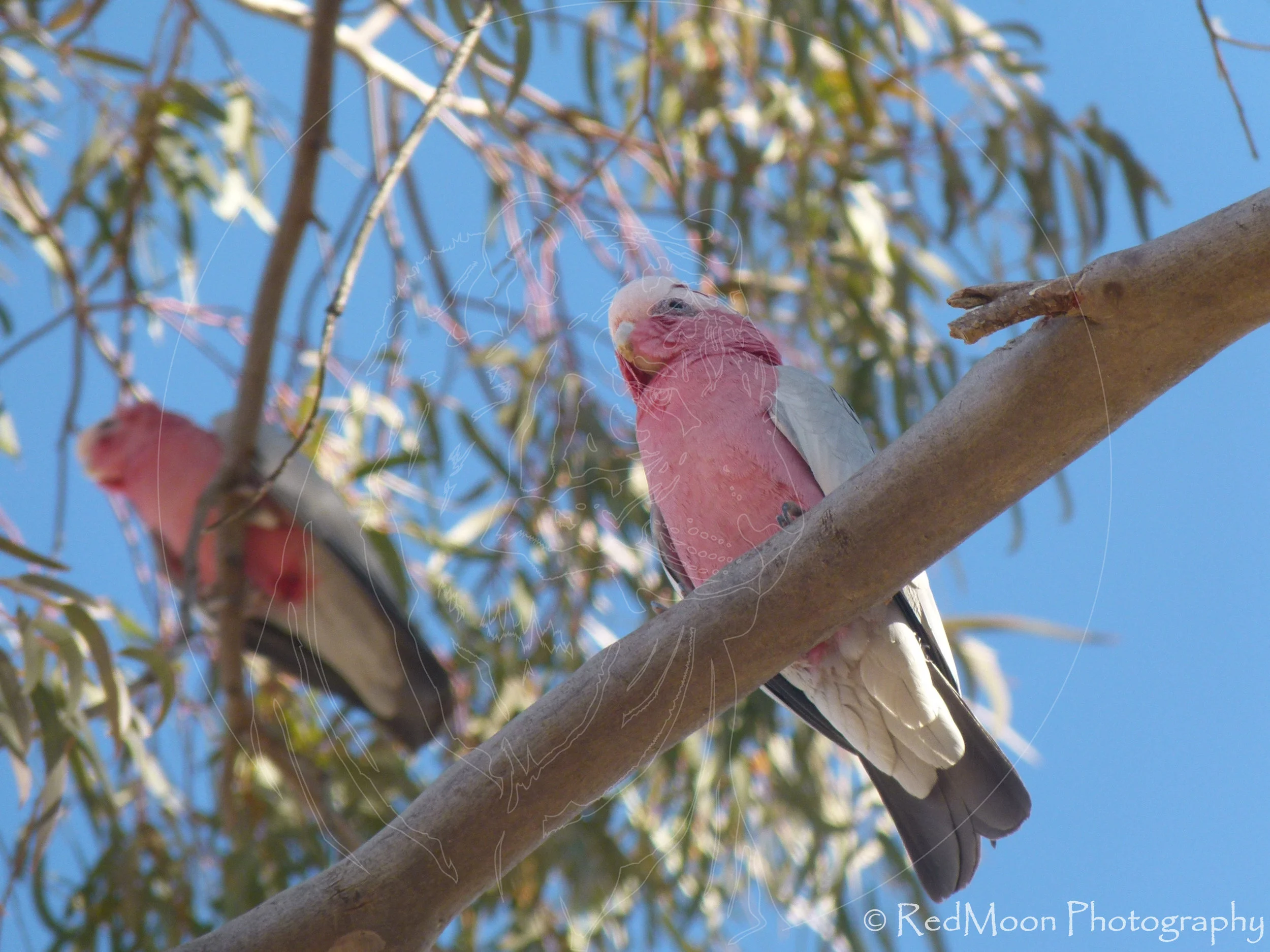 Pink Galahs