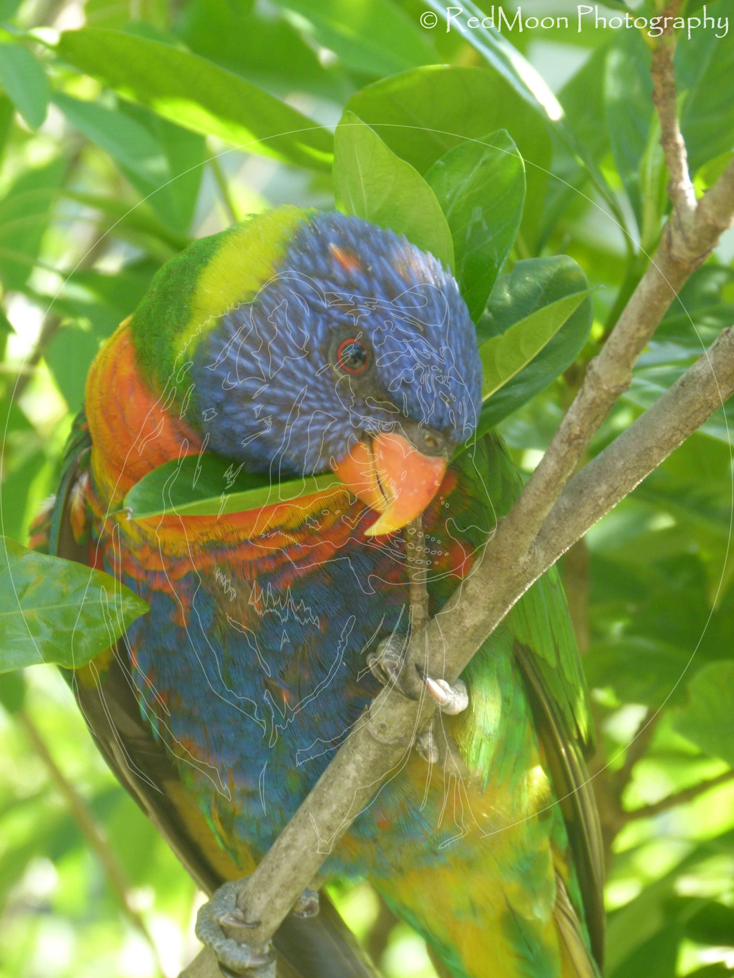 Rainbow Lorikeet