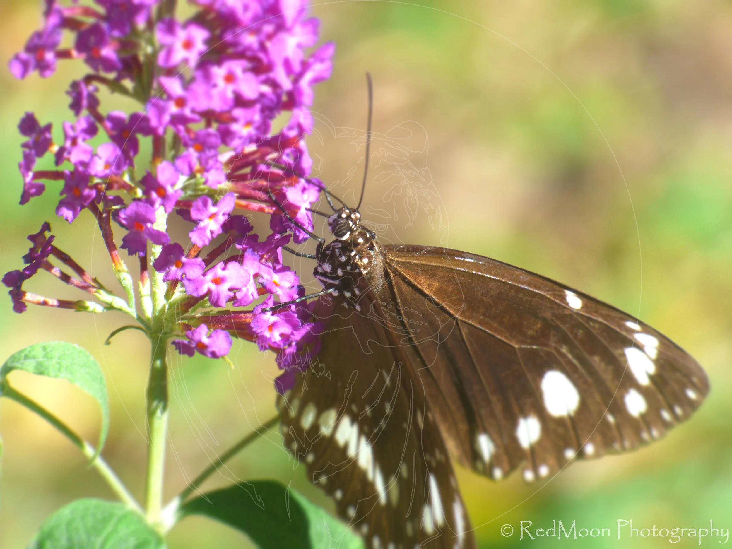 Butterfly Bush