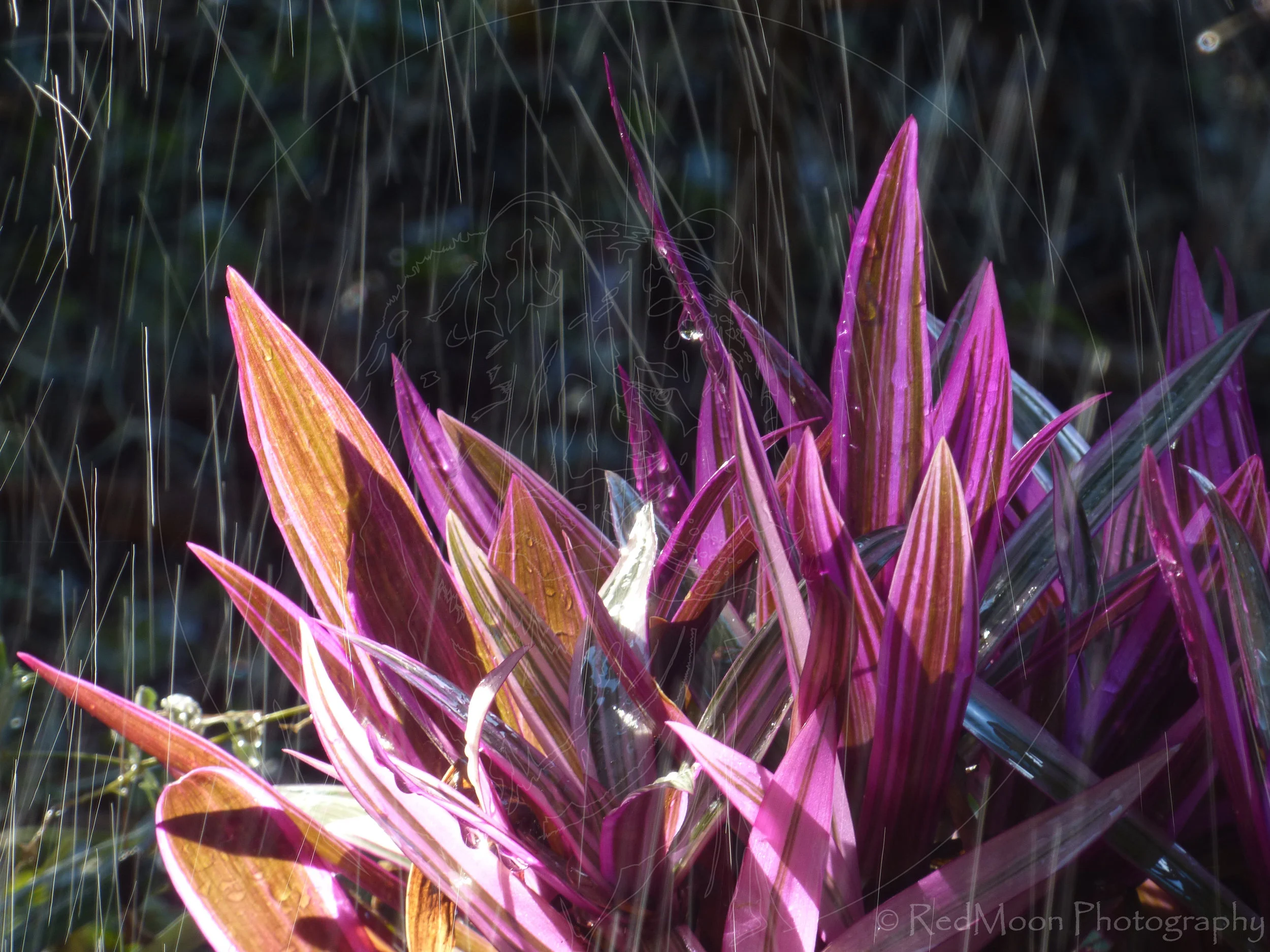 Tricolour Raindrops