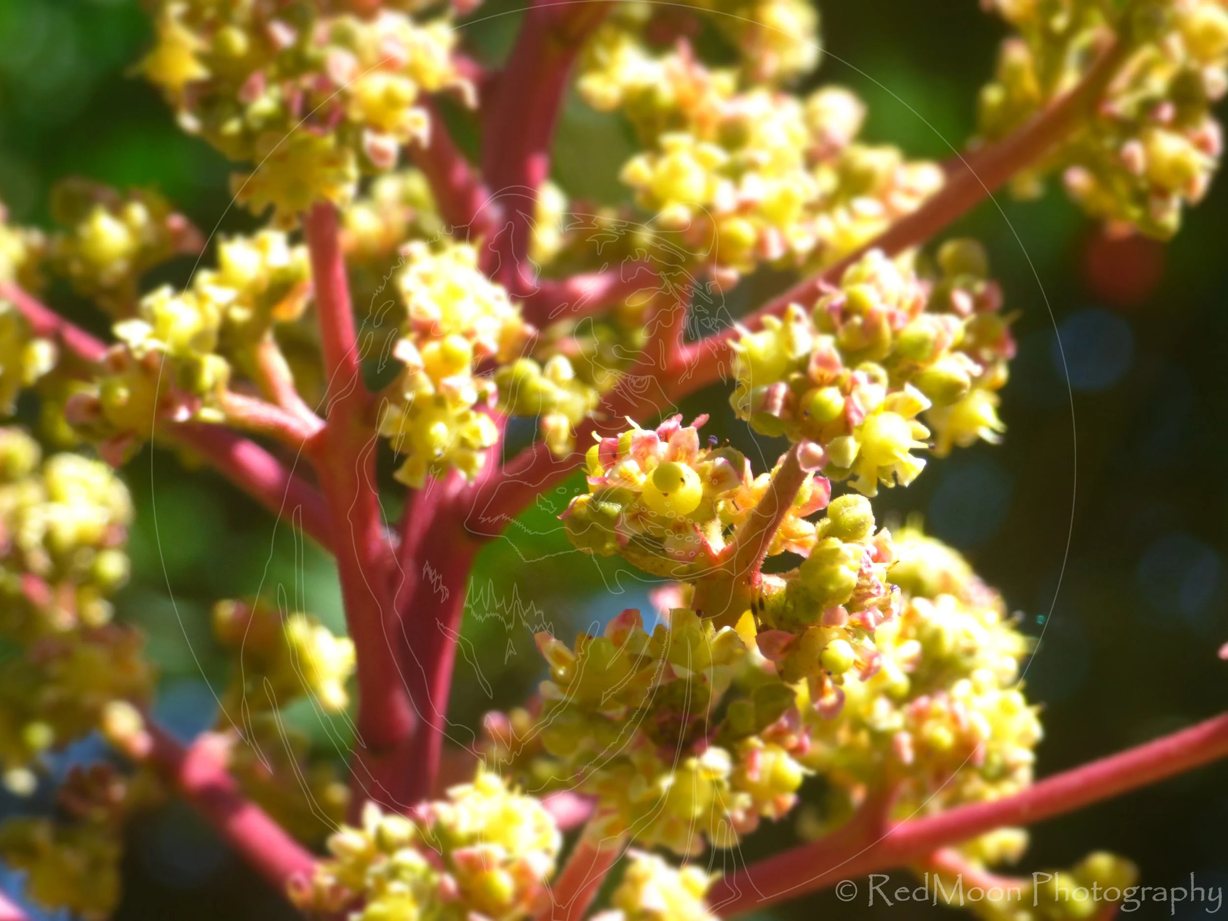 Mango Bloom
