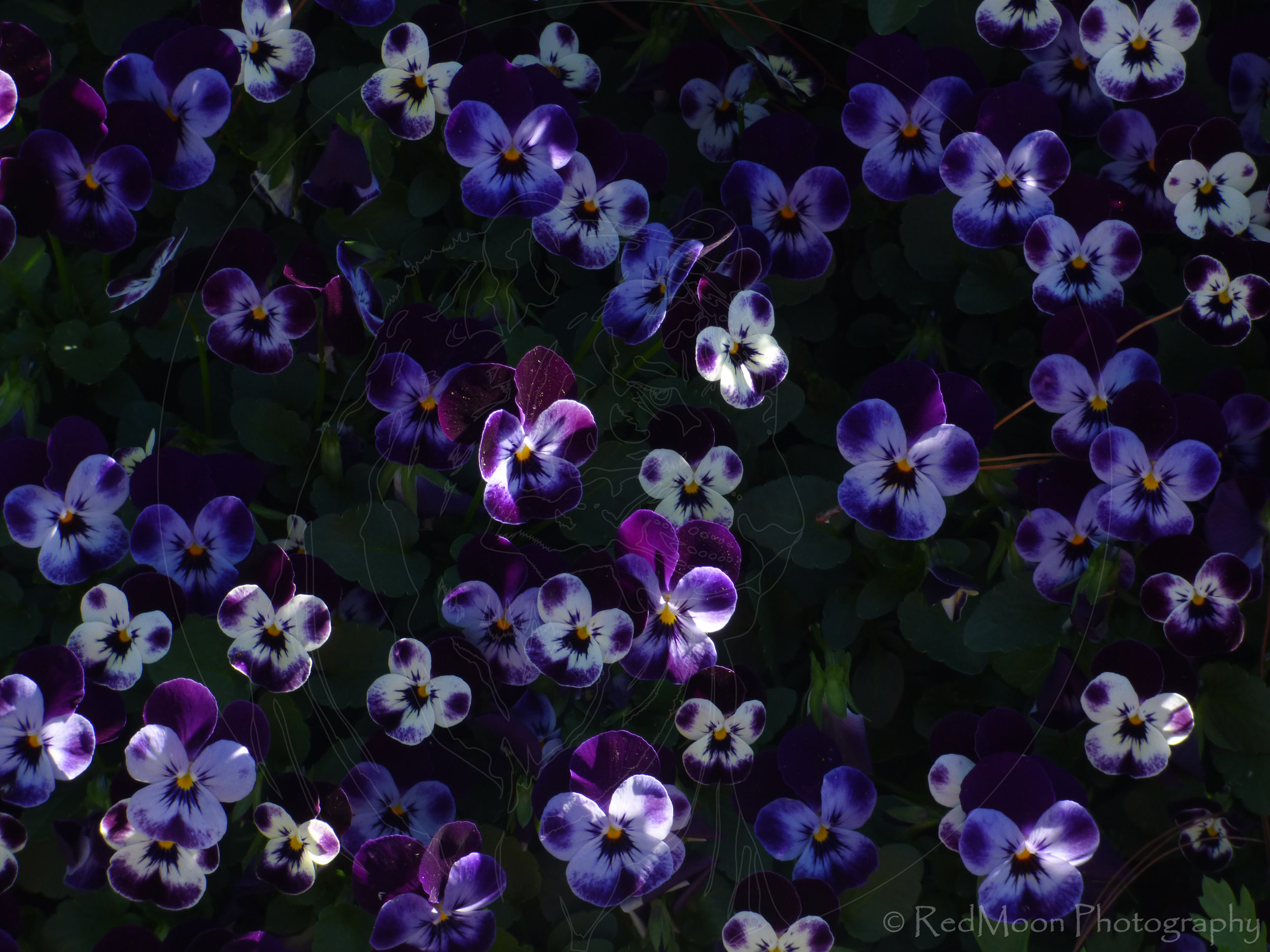 Shaded Violets
