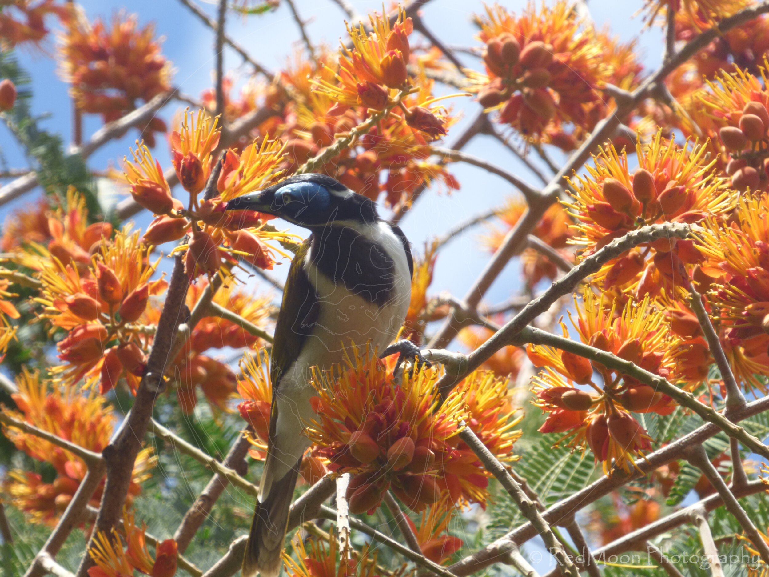 Blue-eyed honeyeater