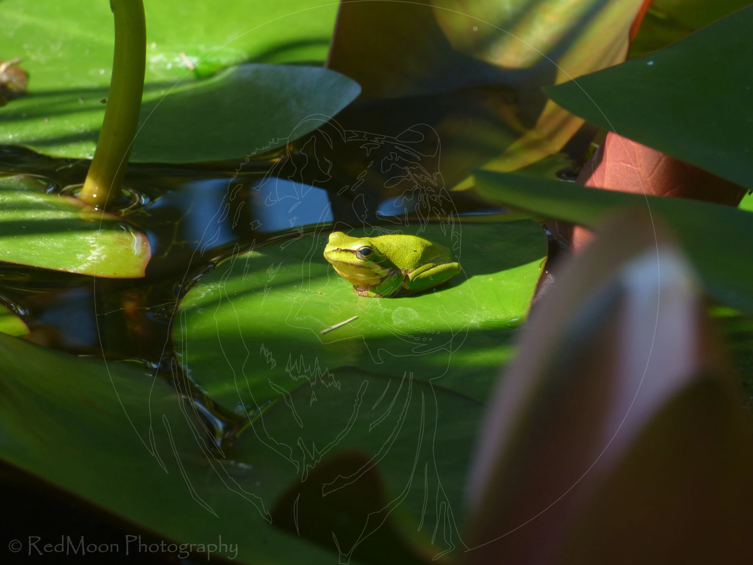 Eastern Sedge Frog