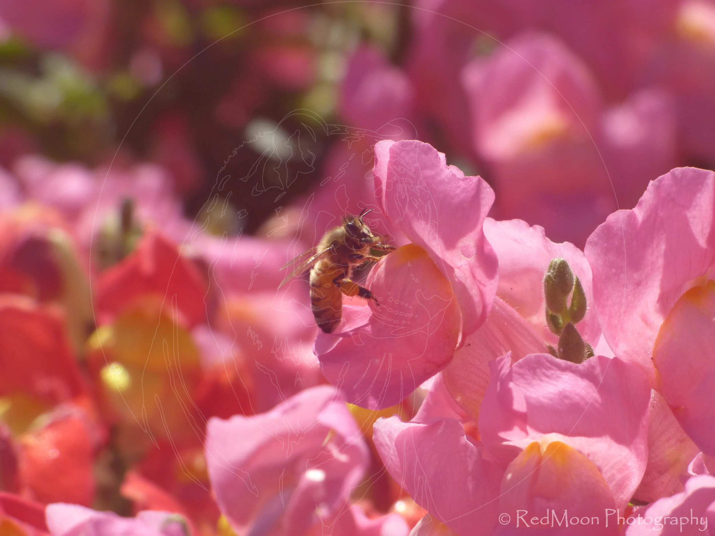 Honeybee on Snapdragon