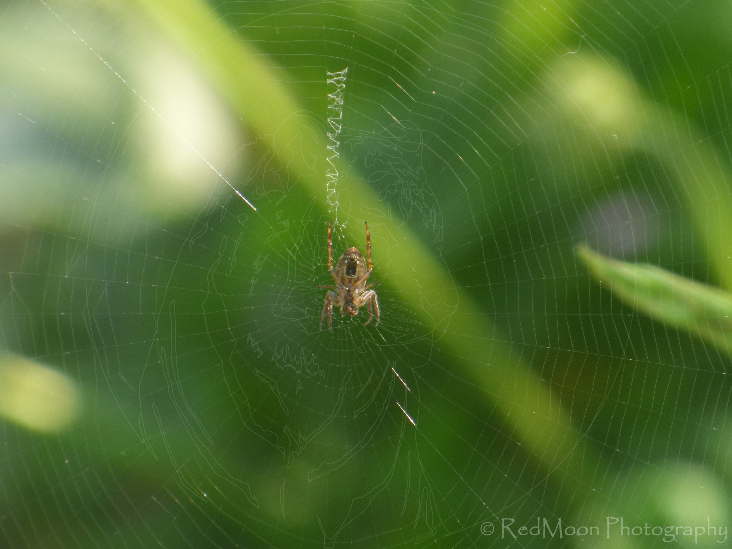 Weaver