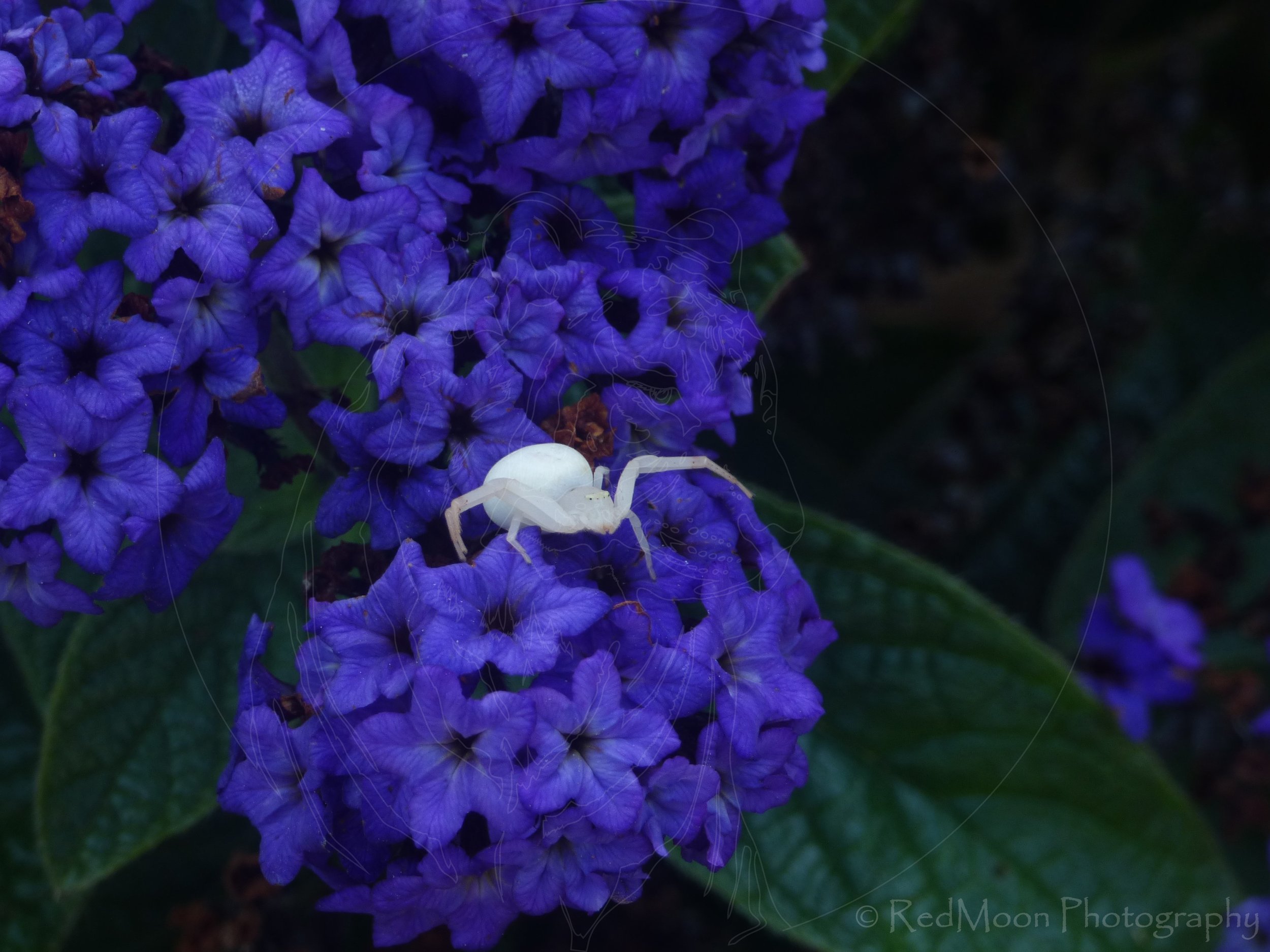 Ghost Spider