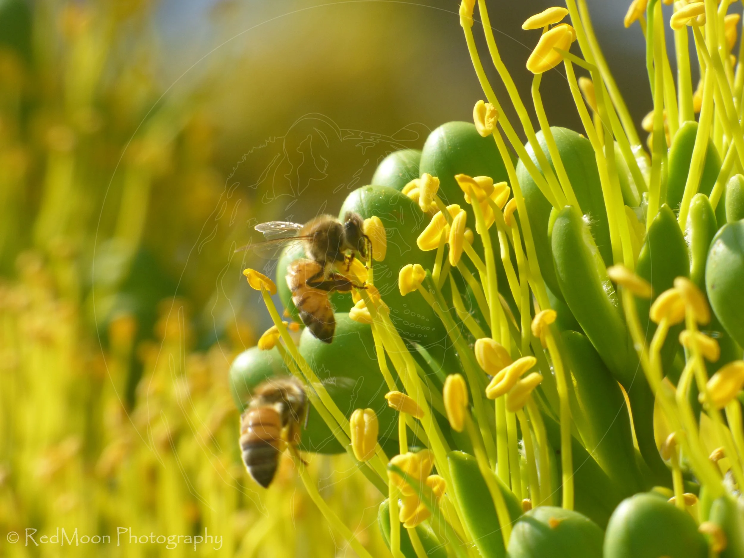 Stamen Harvest