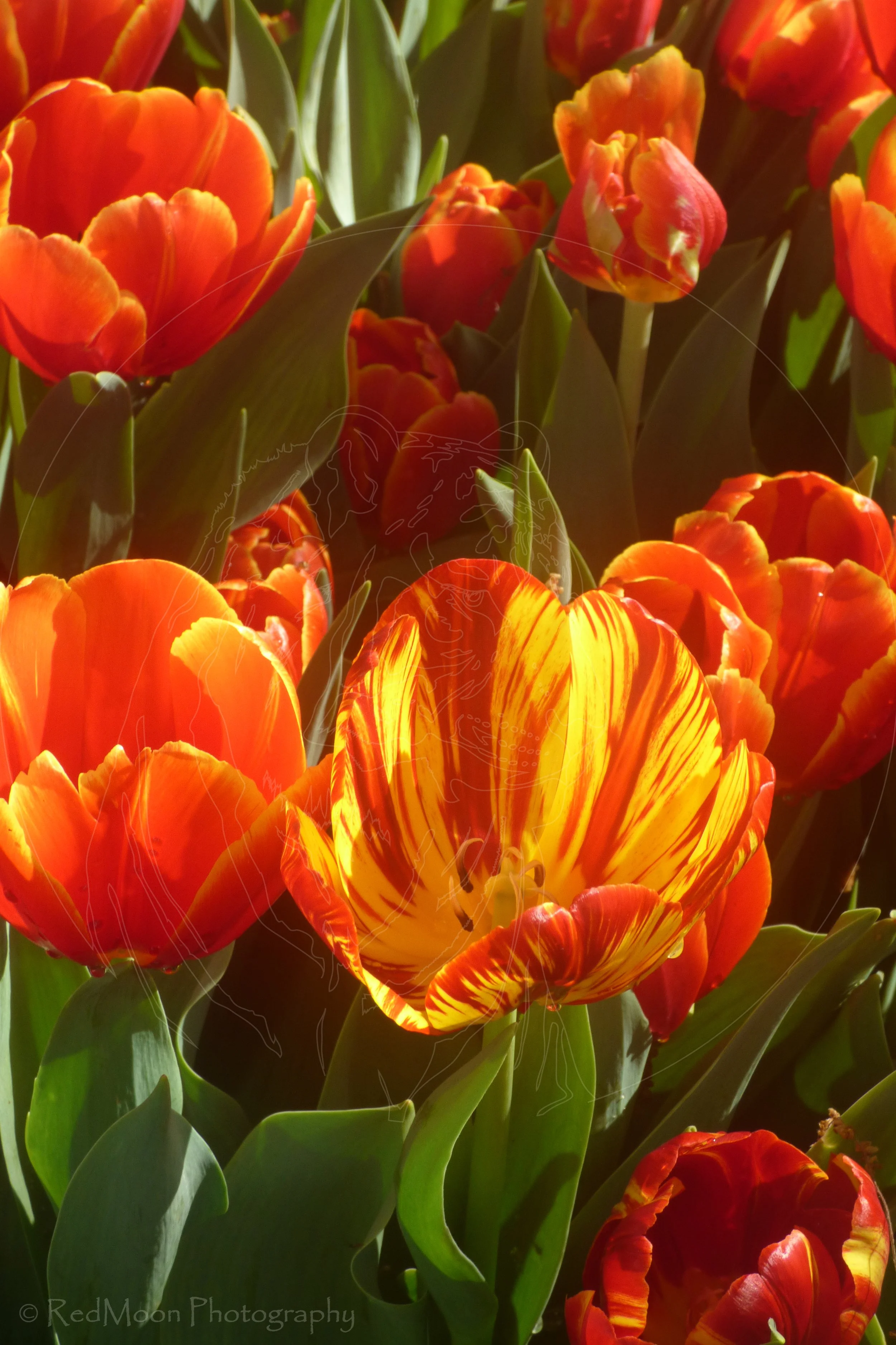 variegation