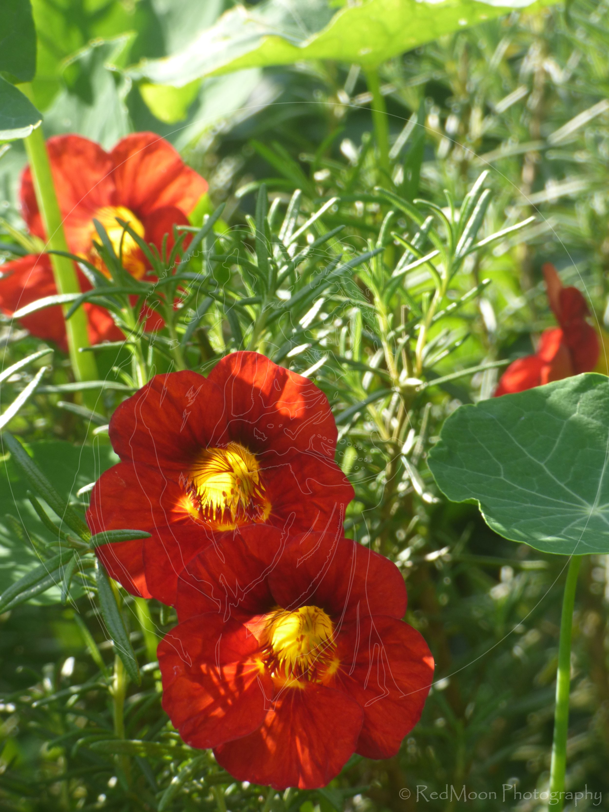 Nasturtiums in Rosemary