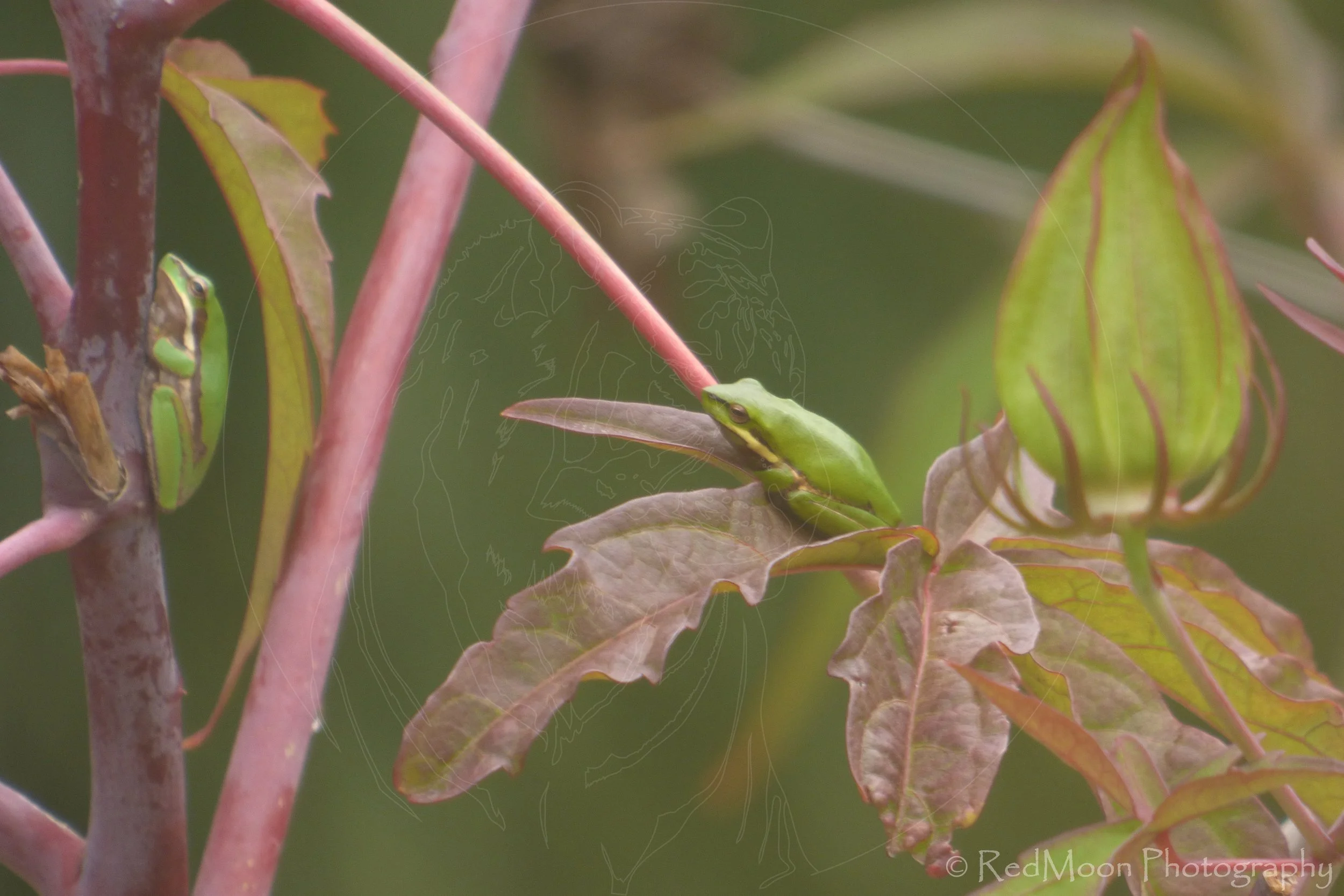 Sedge Frogs on Rosemallow