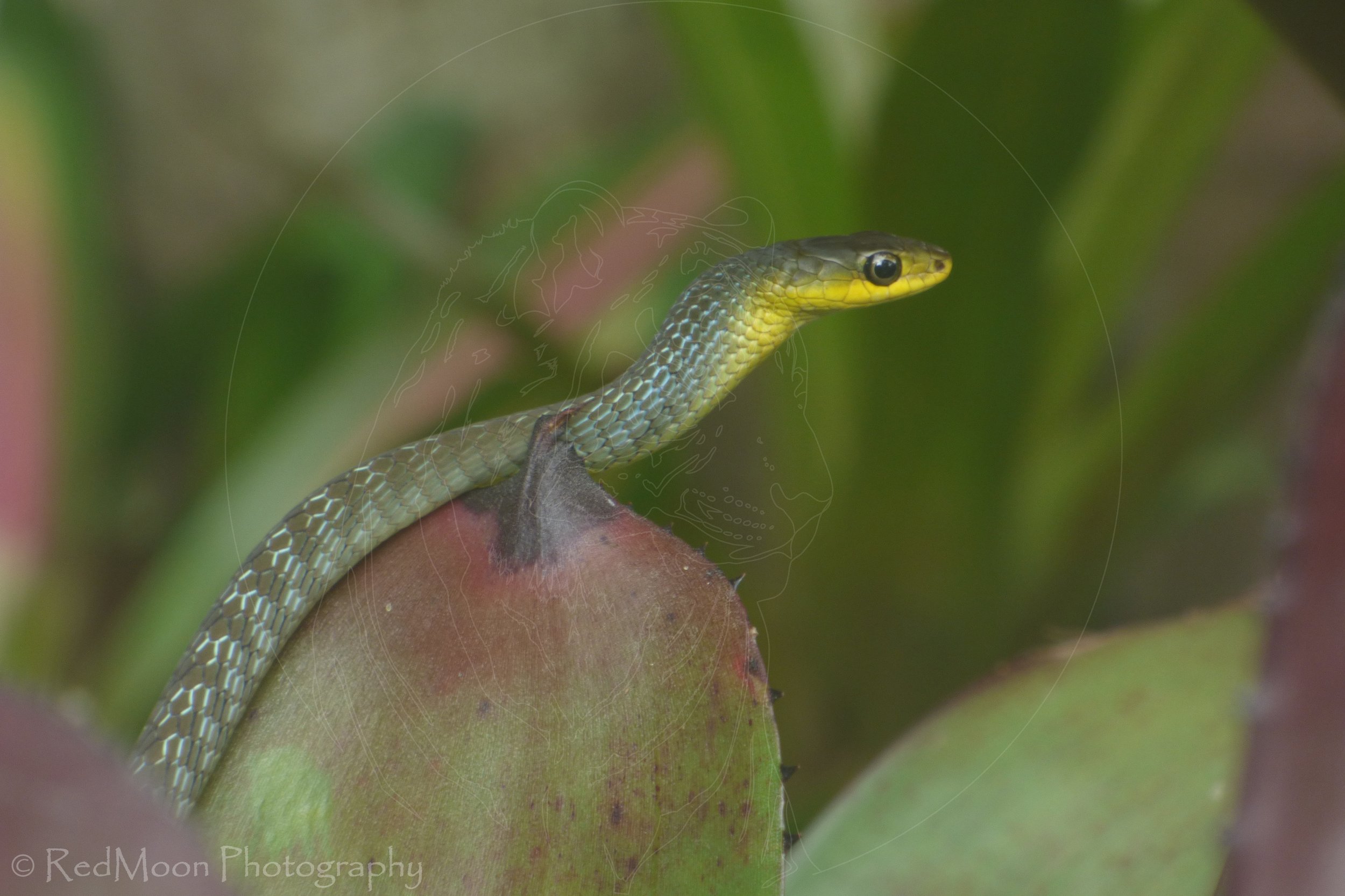 Tree Snake on Bromeliad