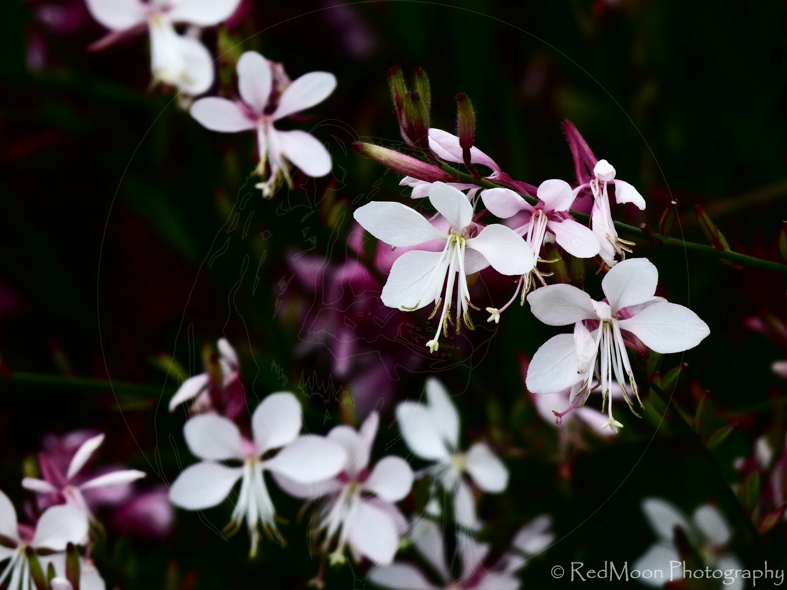 Stamens