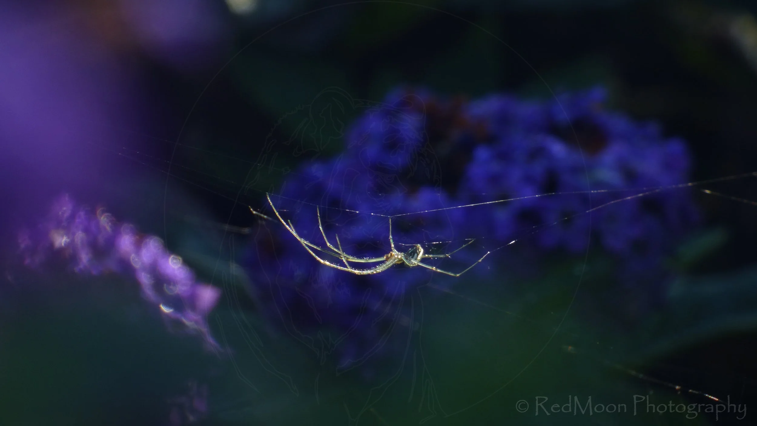 Silver Orb Weaver on Heliotropes