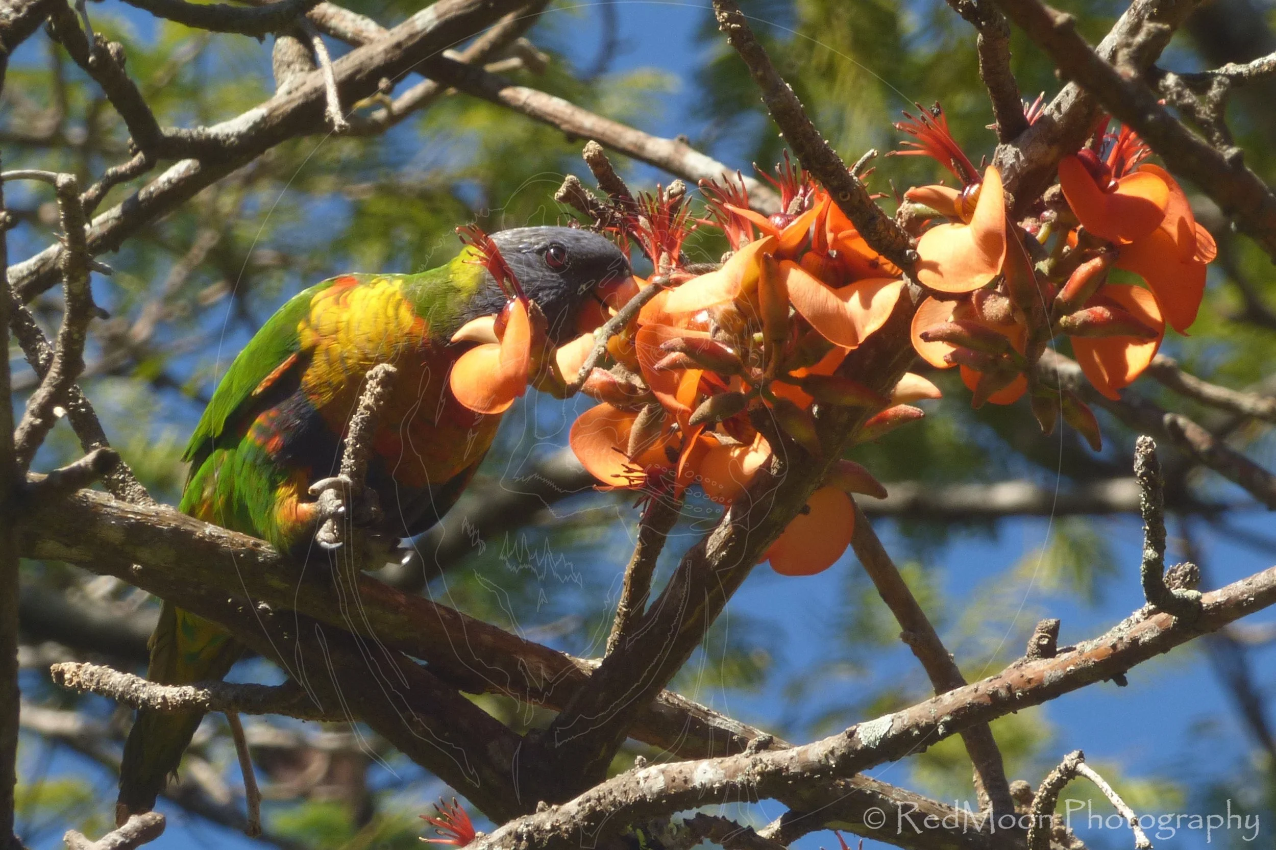Lorikeet on Erythrina