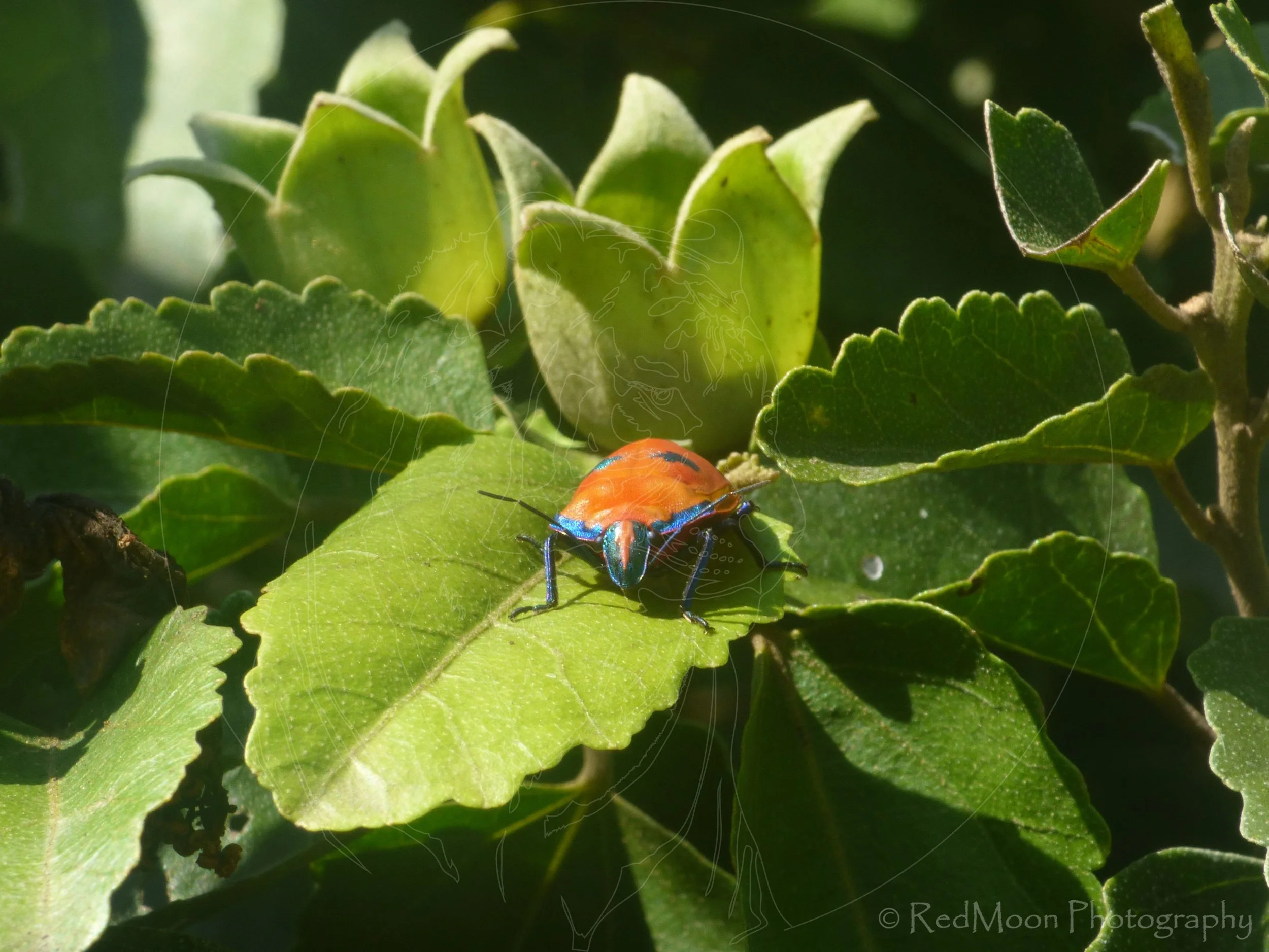 Hibiscus Harlequin Beetle