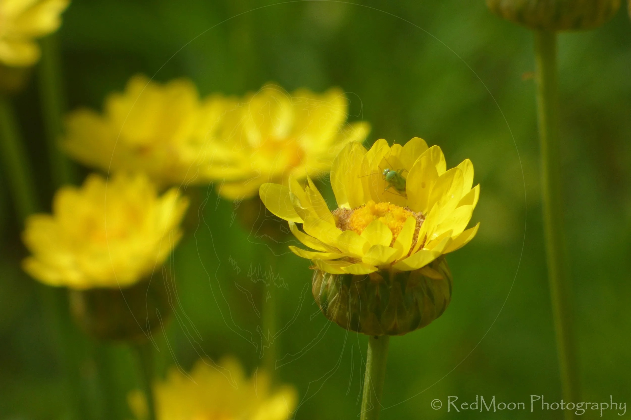 Green Capsid on Calendula