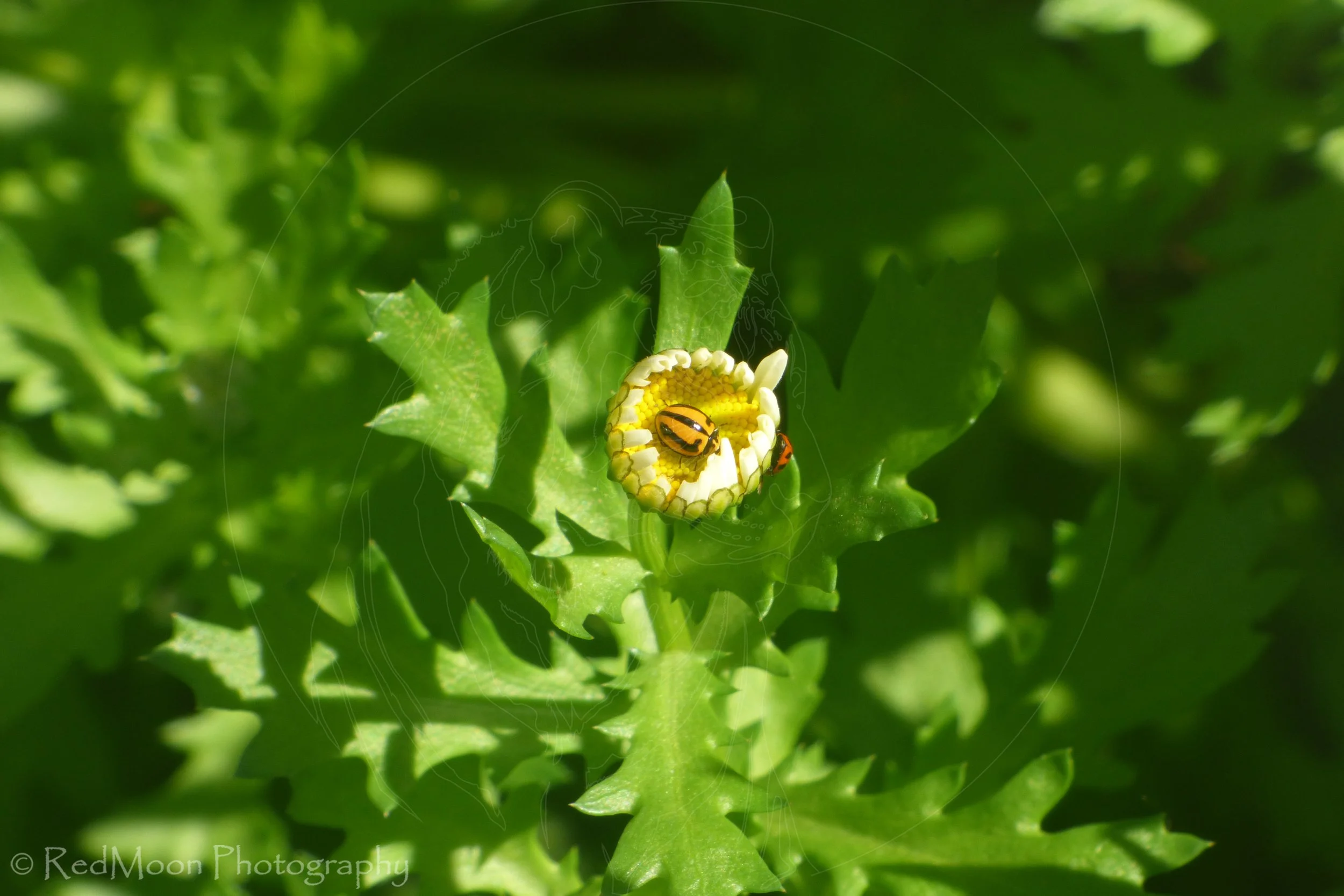 Striped & Spotted Ladybug on Snow Daisy