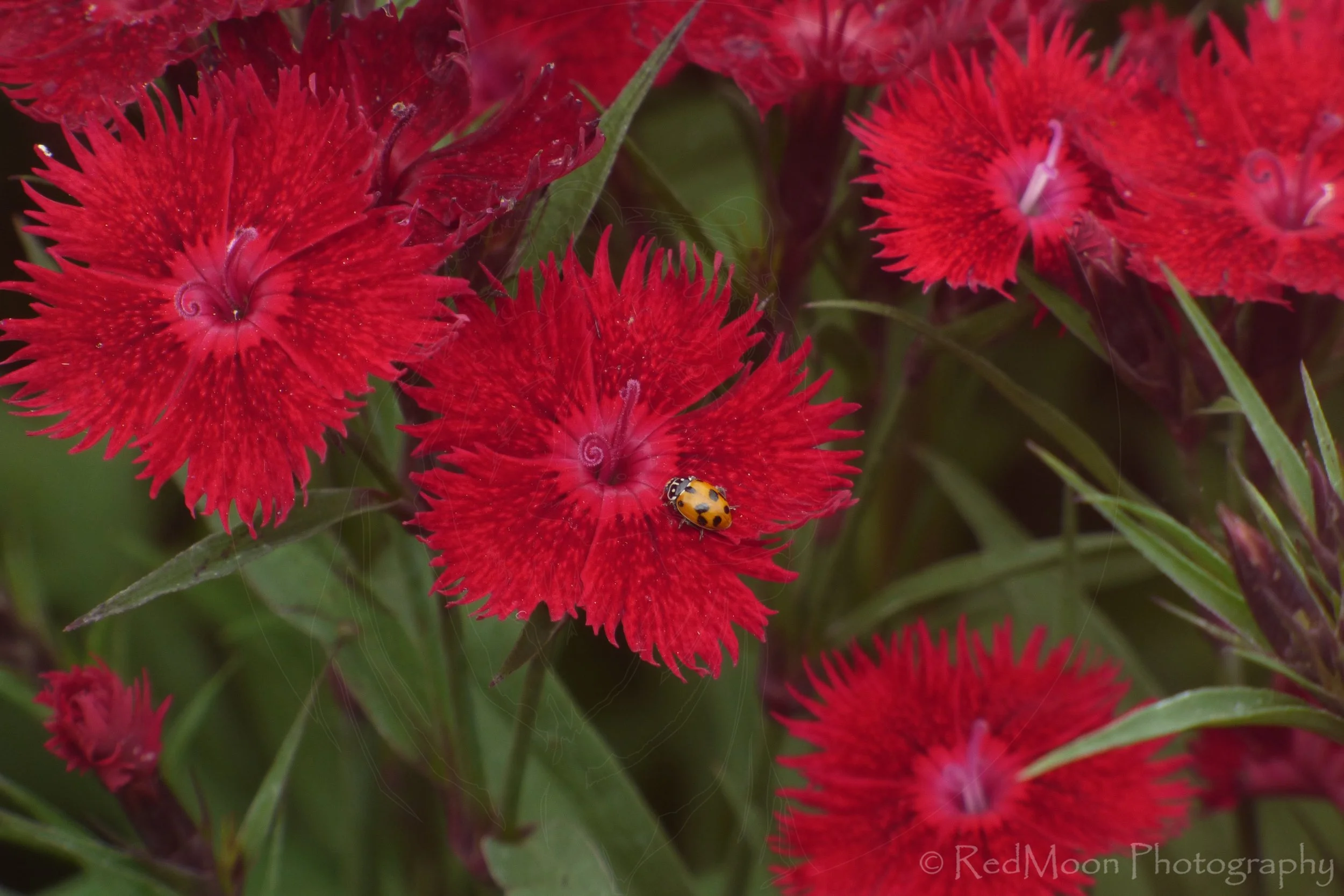 Spotted Ladybug on Dianthus