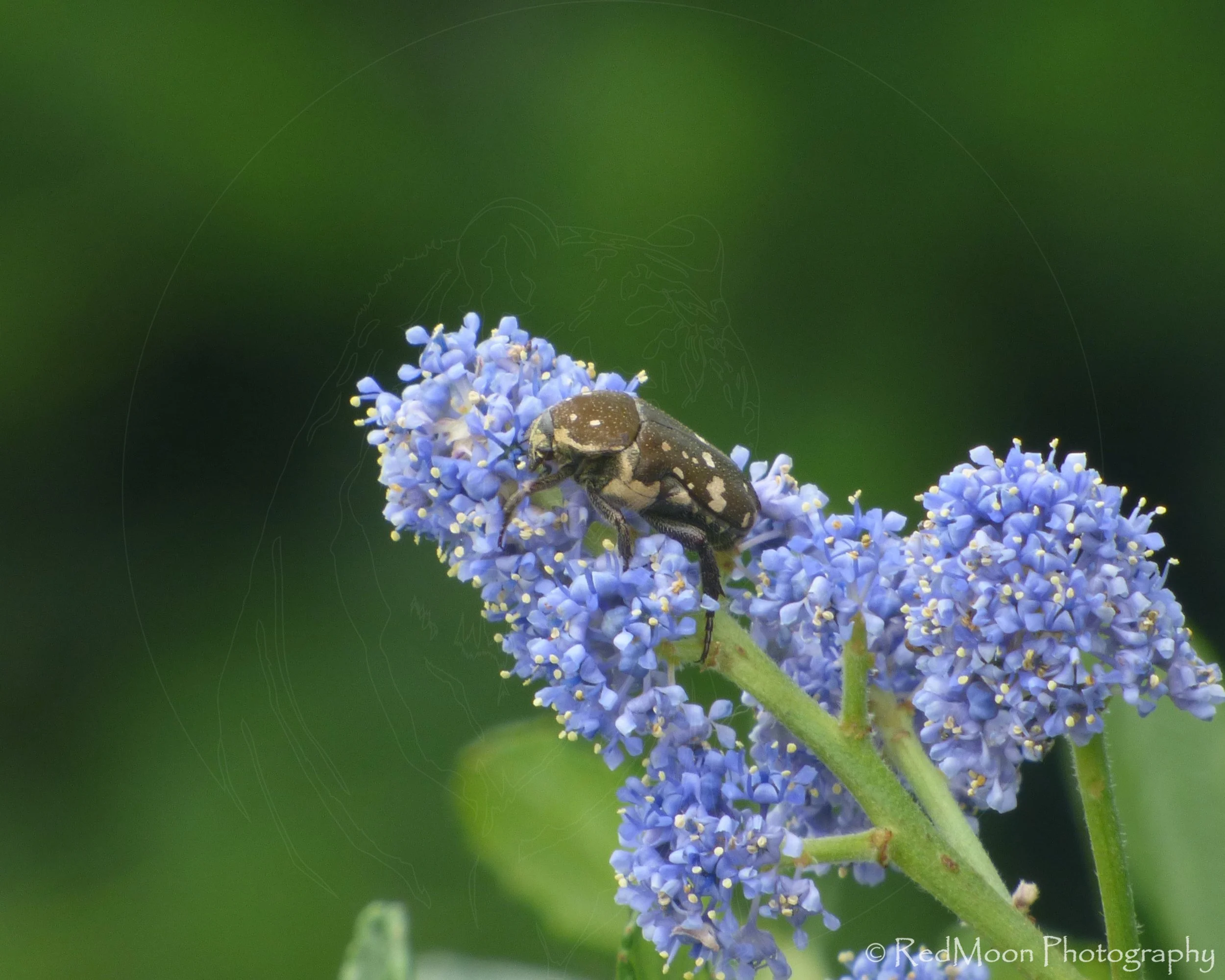 Brown Flower Beetle on Ceanothus