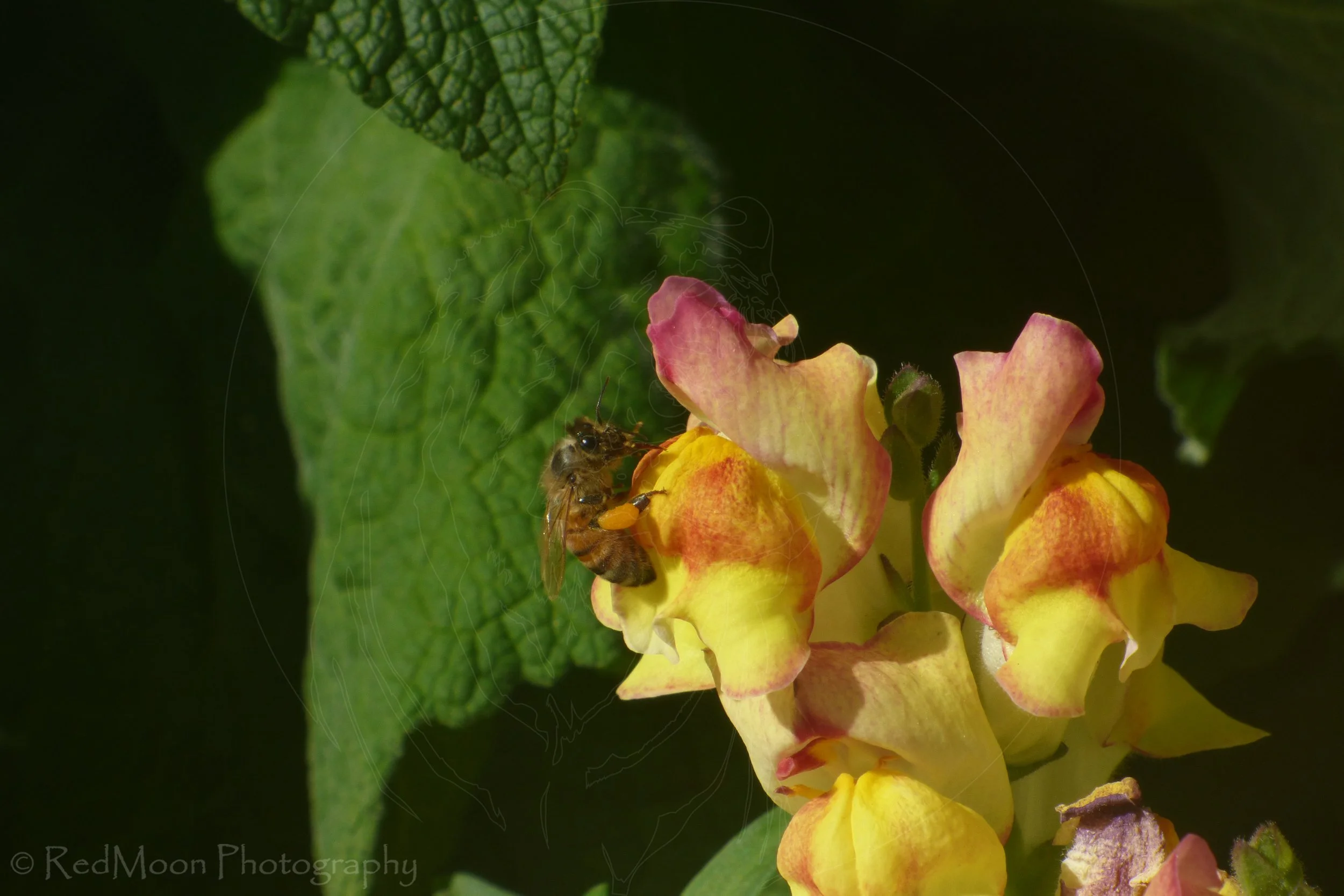 Honeybee on Snapdragon