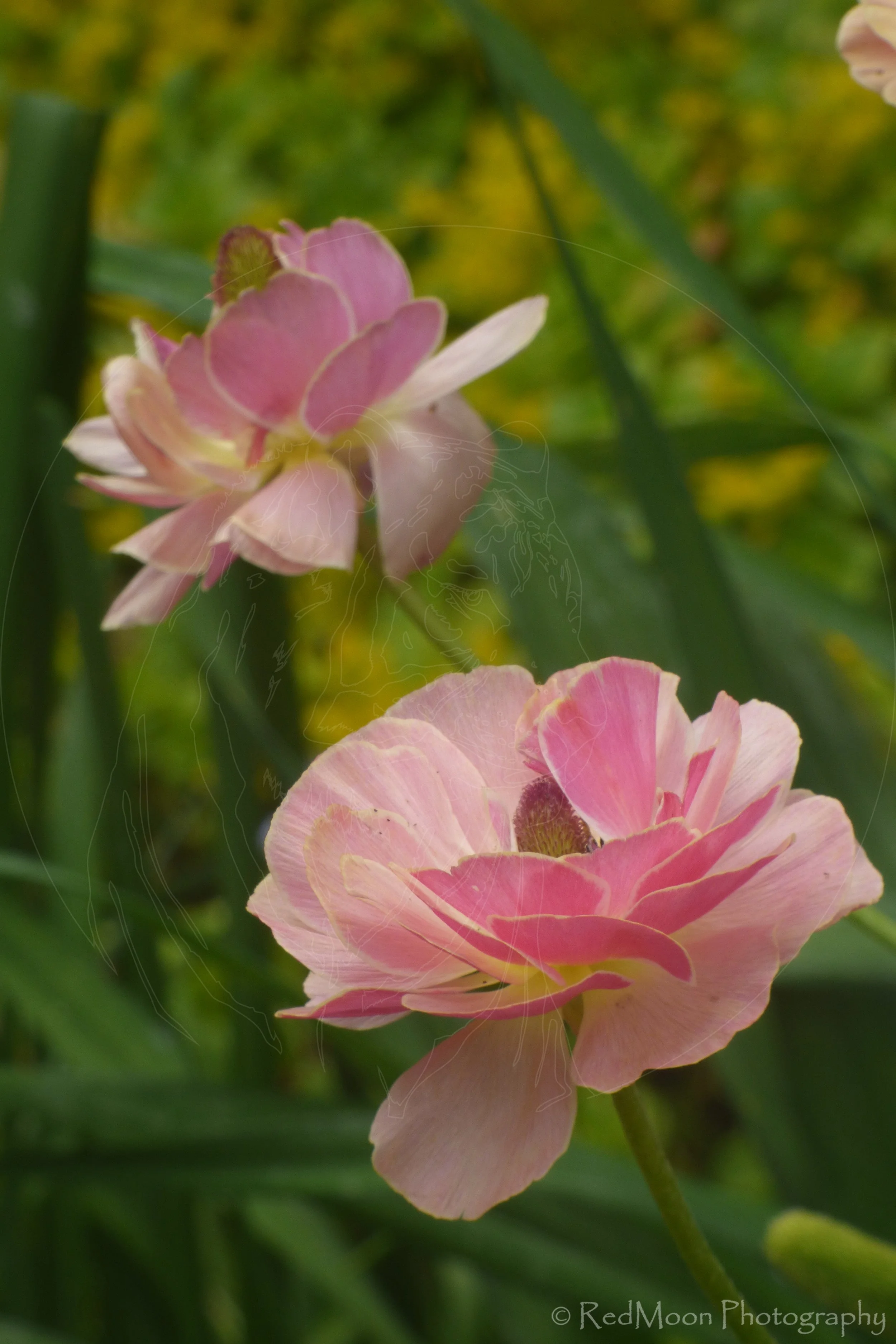 Pink Ranuculus with Reeds