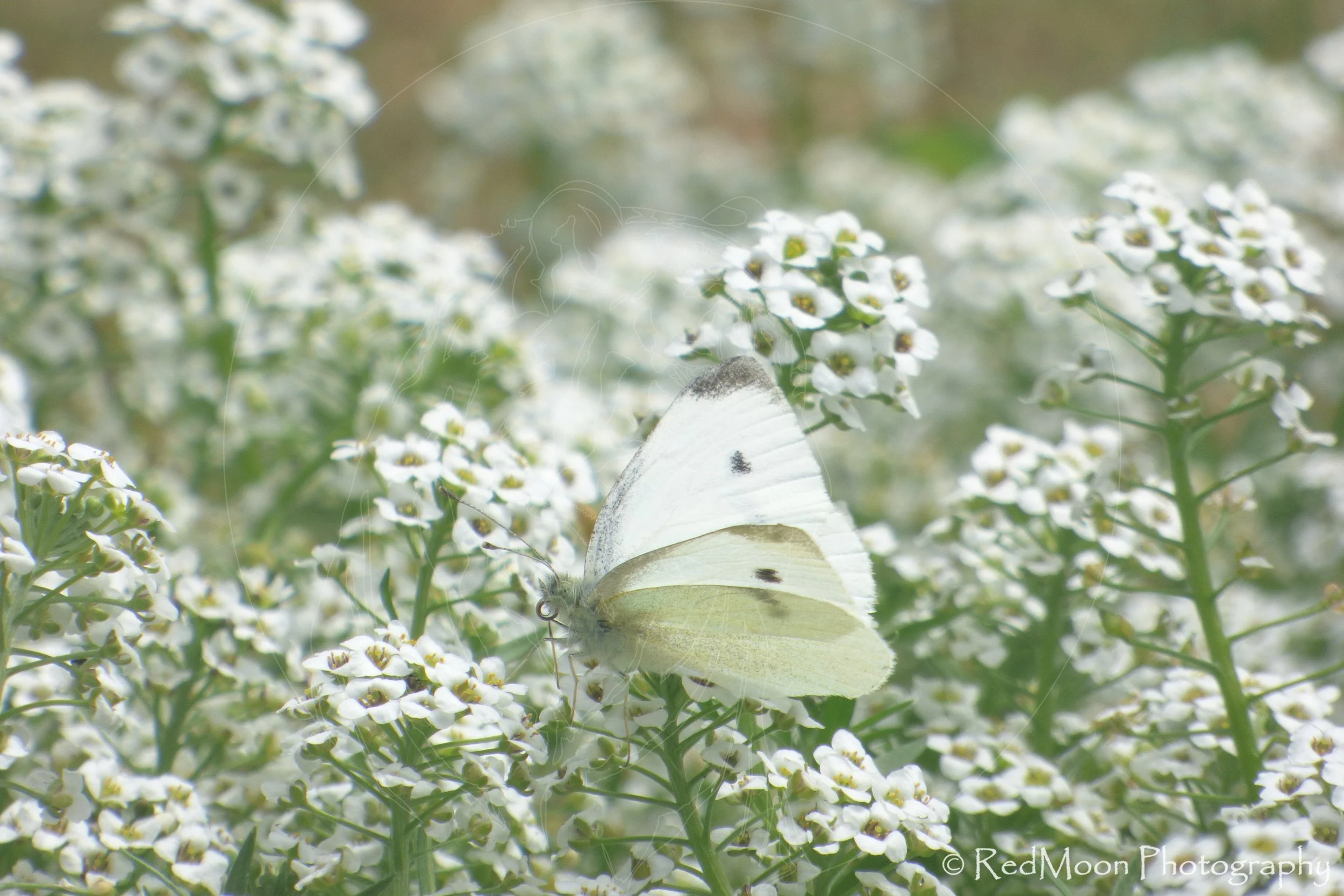 White Cabbage Butterfly on Alyssum