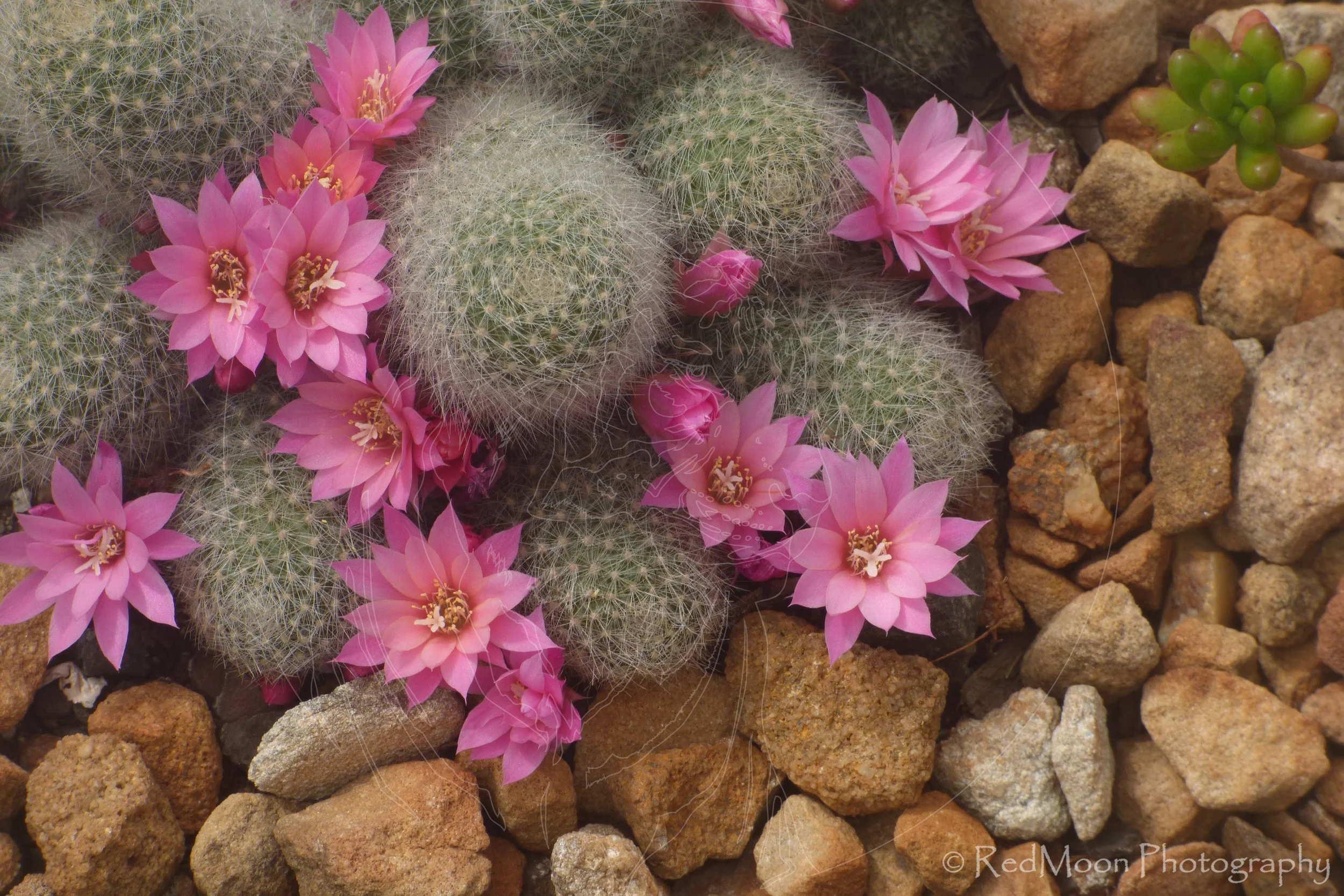 Blooming Cactus