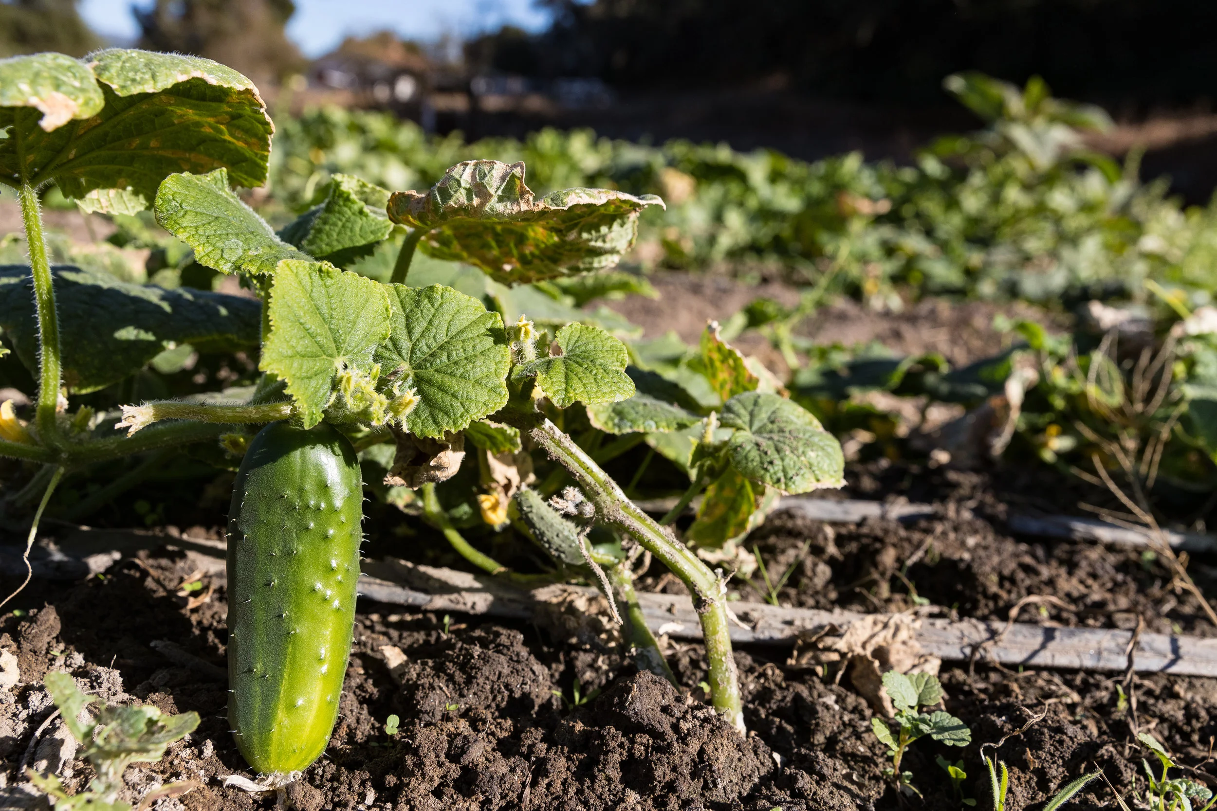 Solidarity_Farms_SS-8.jpg