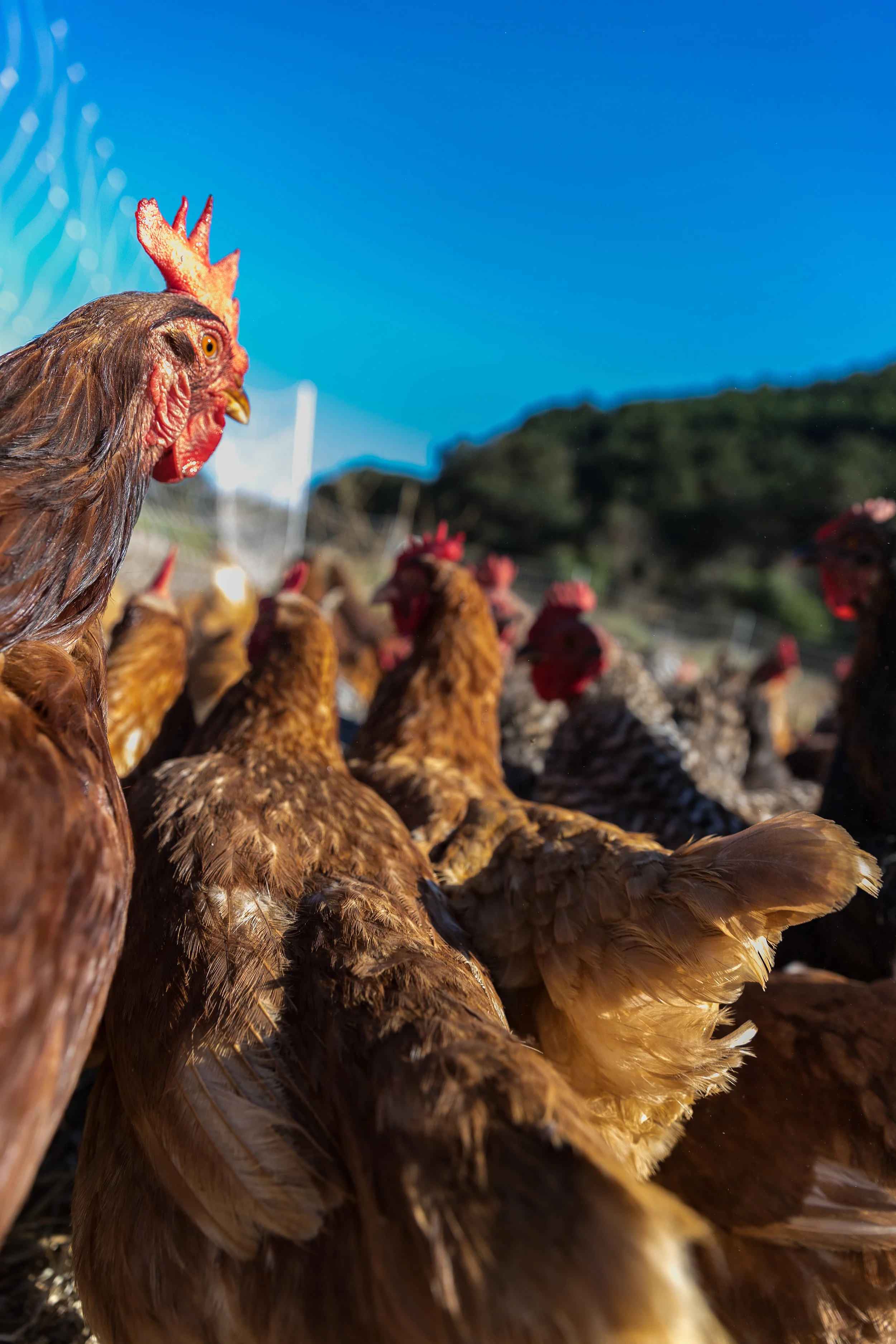 Solidarity_Farms_SS-6.jpg