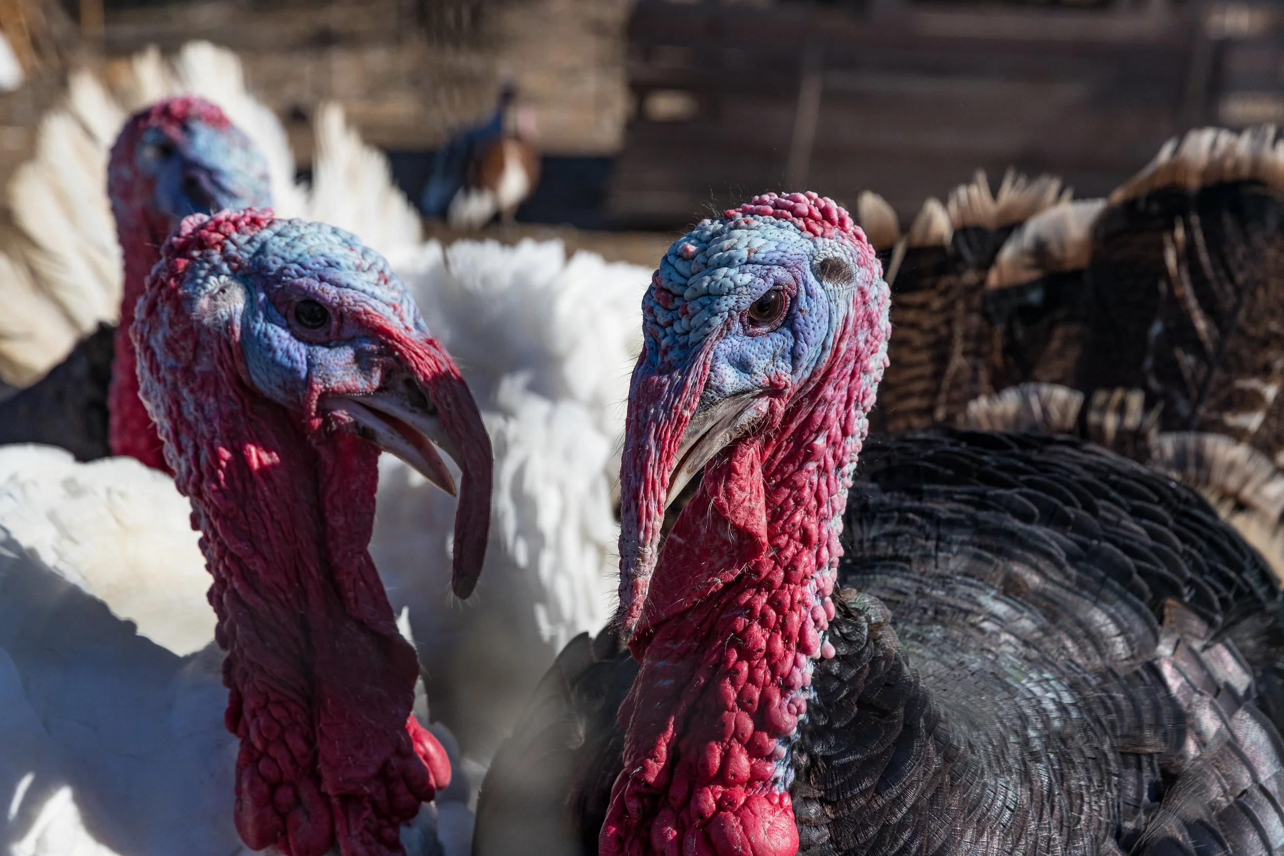 Solidarity_Farms_SS-2.jpg