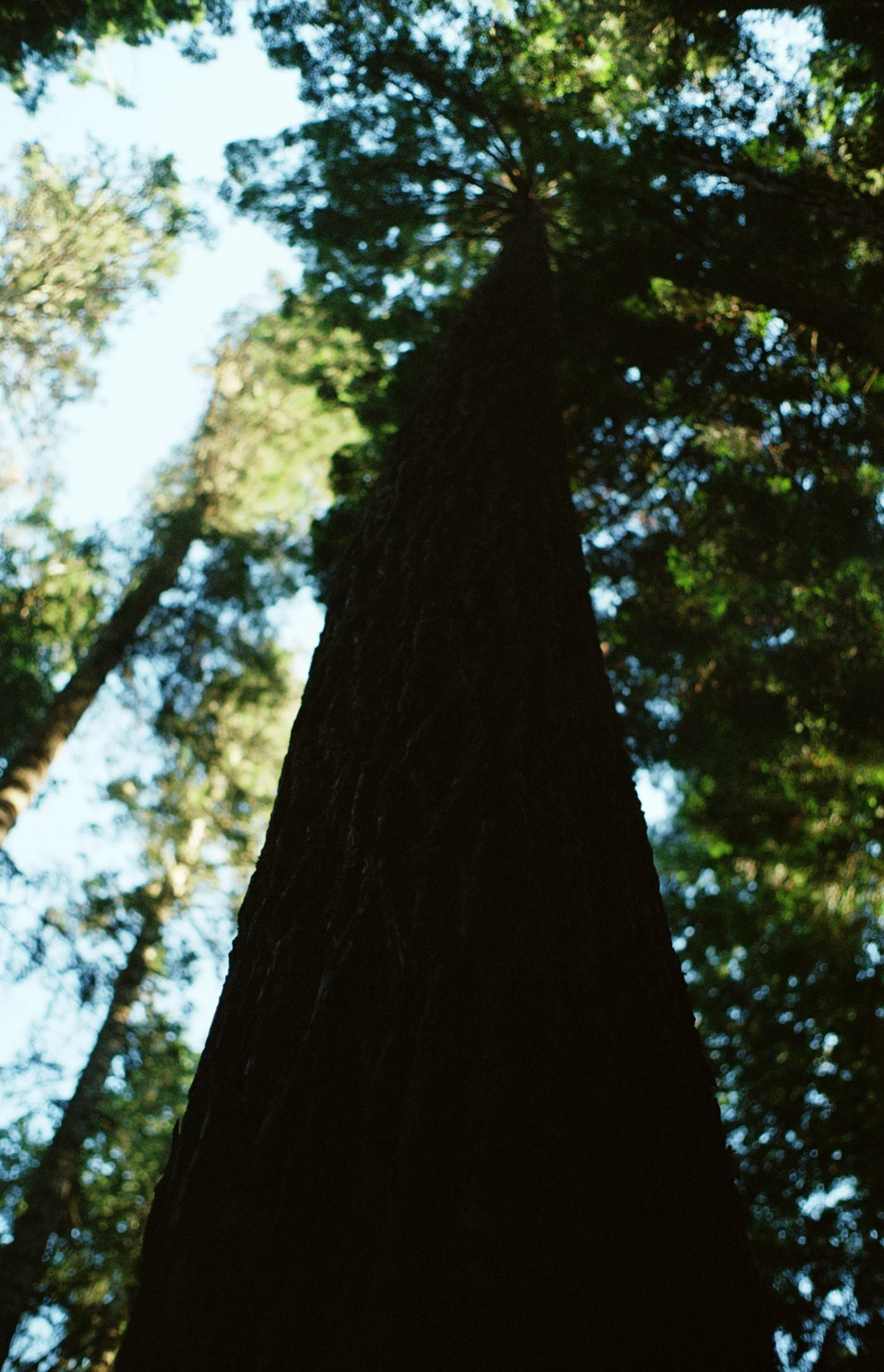 The Giant Redwoods of California
