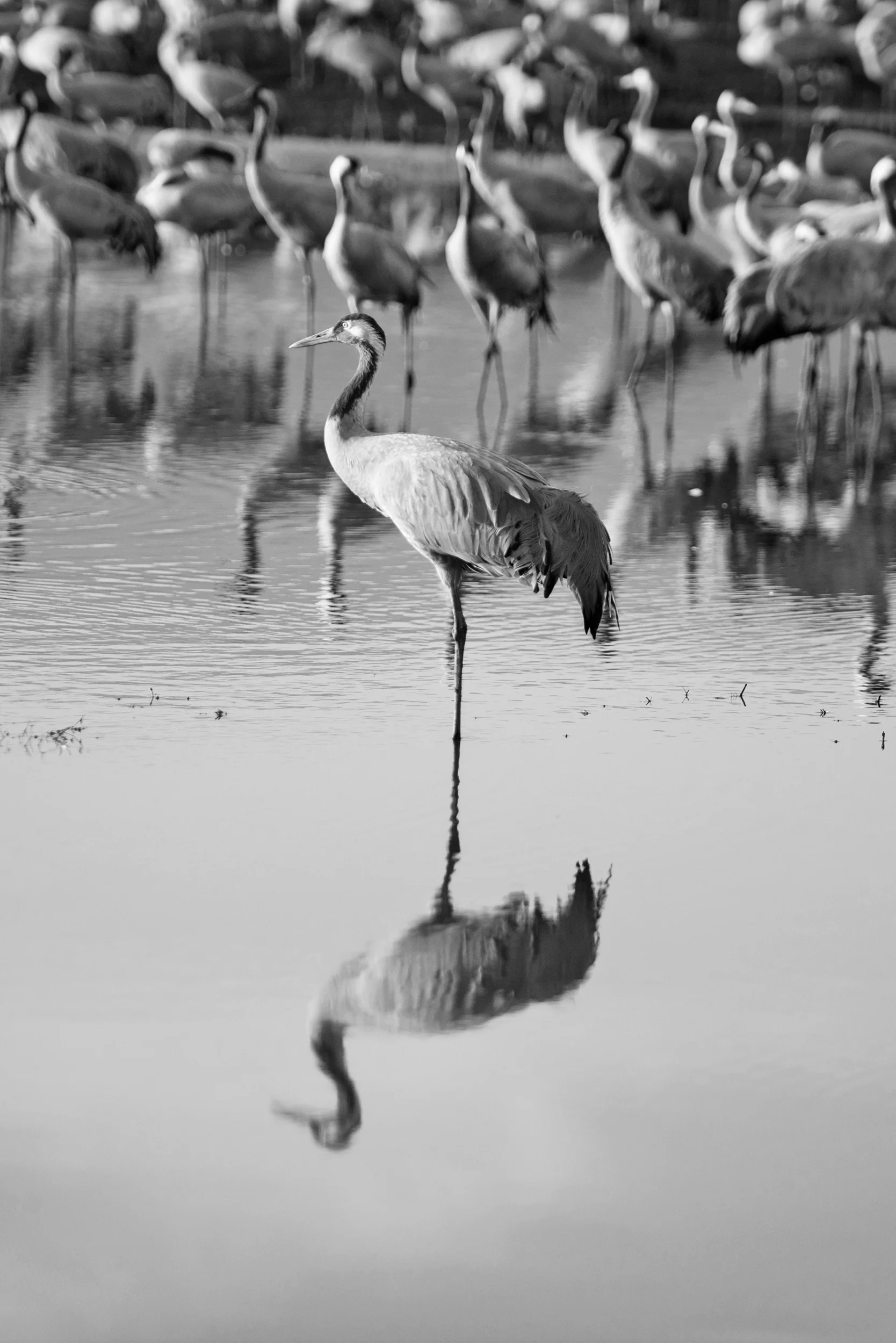 MakeEat_Hula_Valley_Sigal_Mizrahi_4.jpg