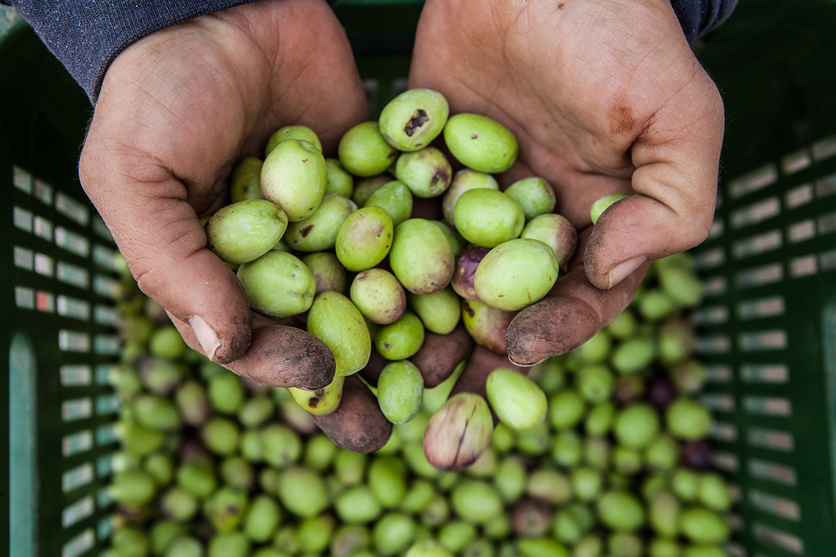 olive harvest rain israel winter green olive oil natural