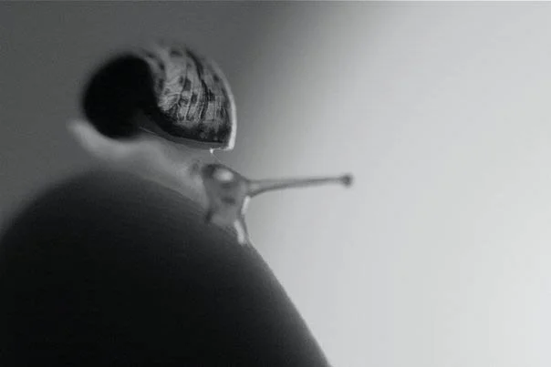 Small Snail.jpg