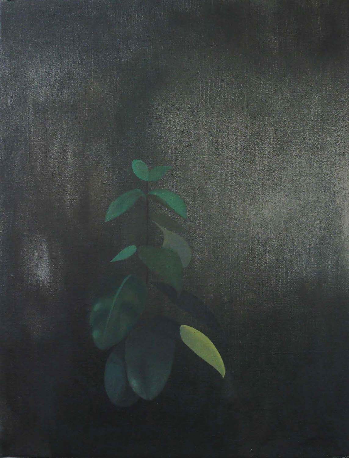   Dark Plant    2005, oil on canvas, 66 x 51cm  