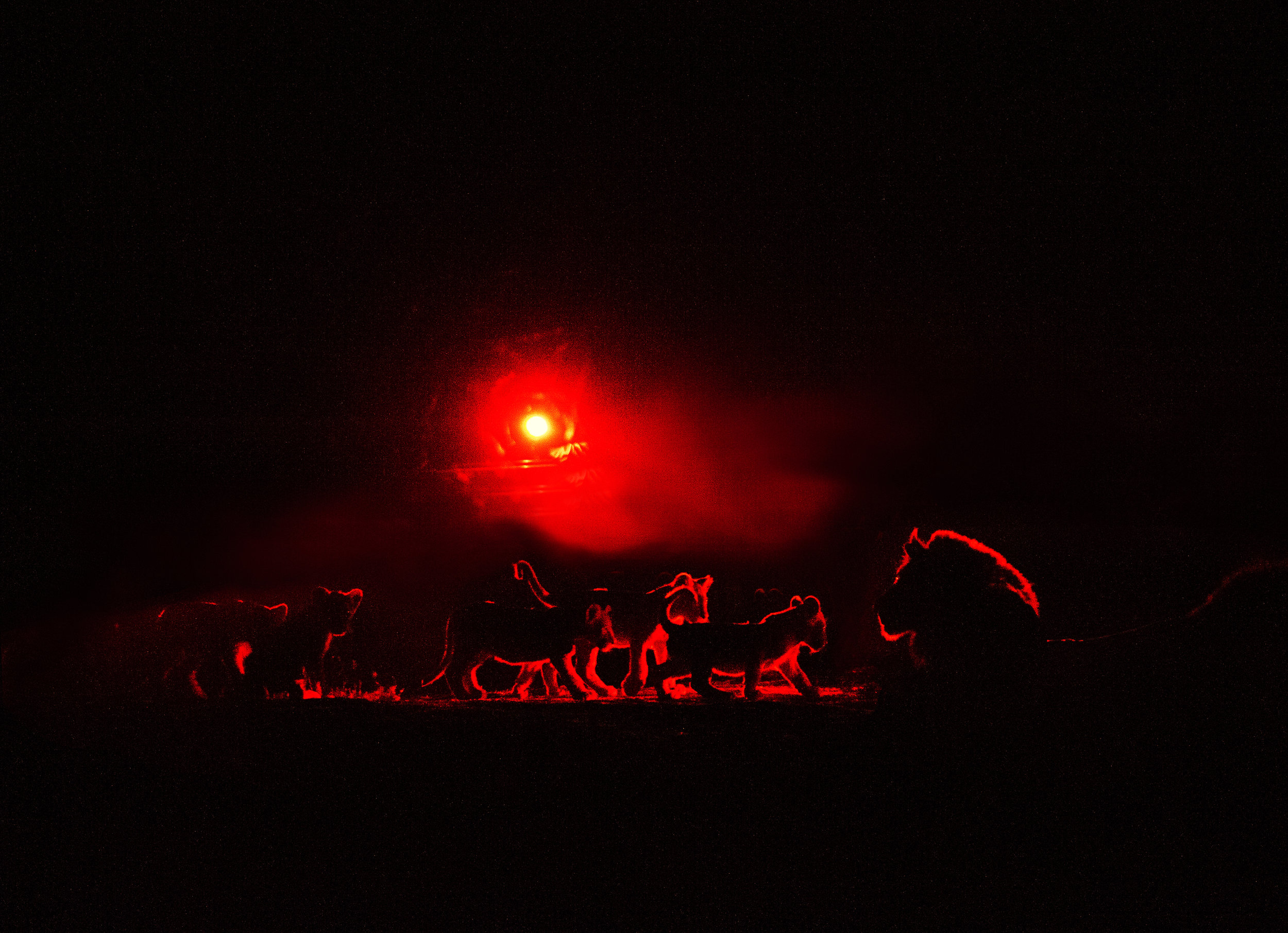 Lion with cubs in Zambia for LXRY-magazine