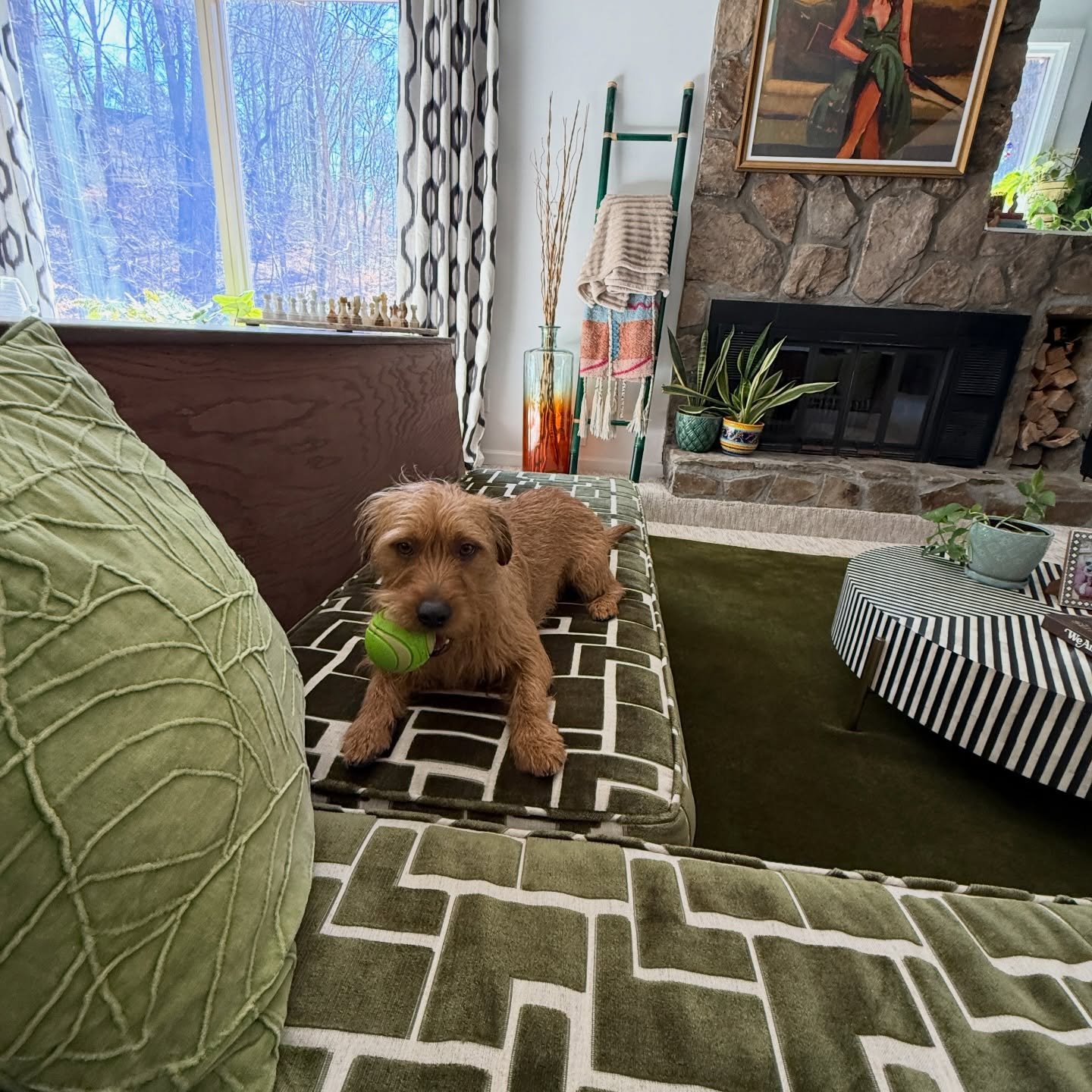 Introducing the newest addition to the Hodges family &mdash; MEET MARVIN (also known as Toto from @rescuepalsinc ) 🐾💕

After losing our sweet Begonia 9 months ago, we weren&rsquo;t sure when our hearts would be ready for another rescue. But this l