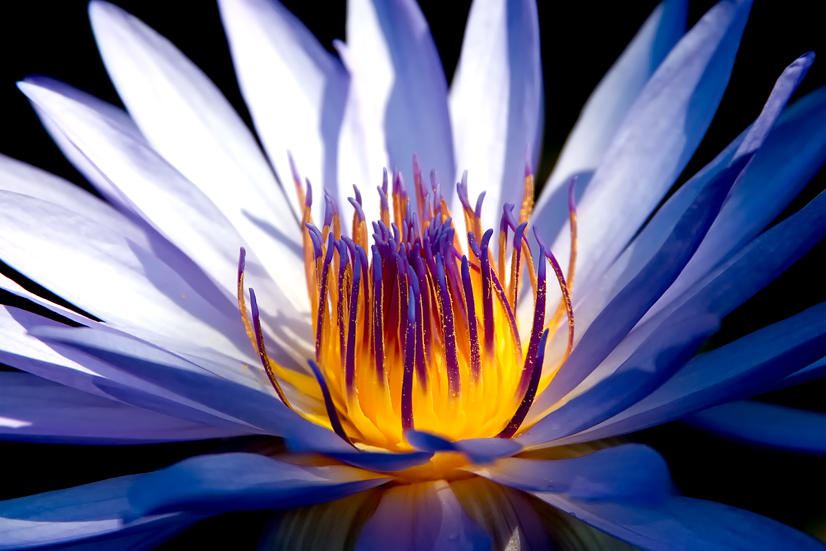 2746-Waterlilly2017A.png