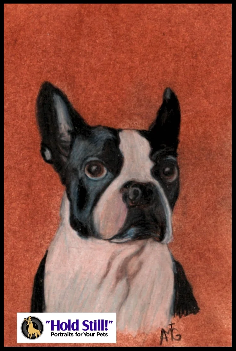 boston terrier Soul Window web version.jpg