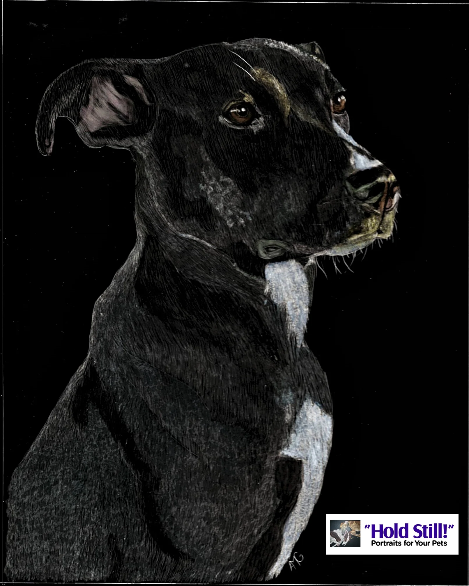 Sophie Scratchboard web version.jpg
