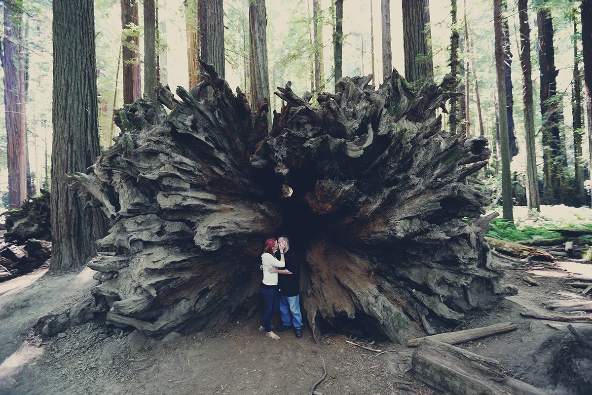  Redwood National Park, California | August 2015 