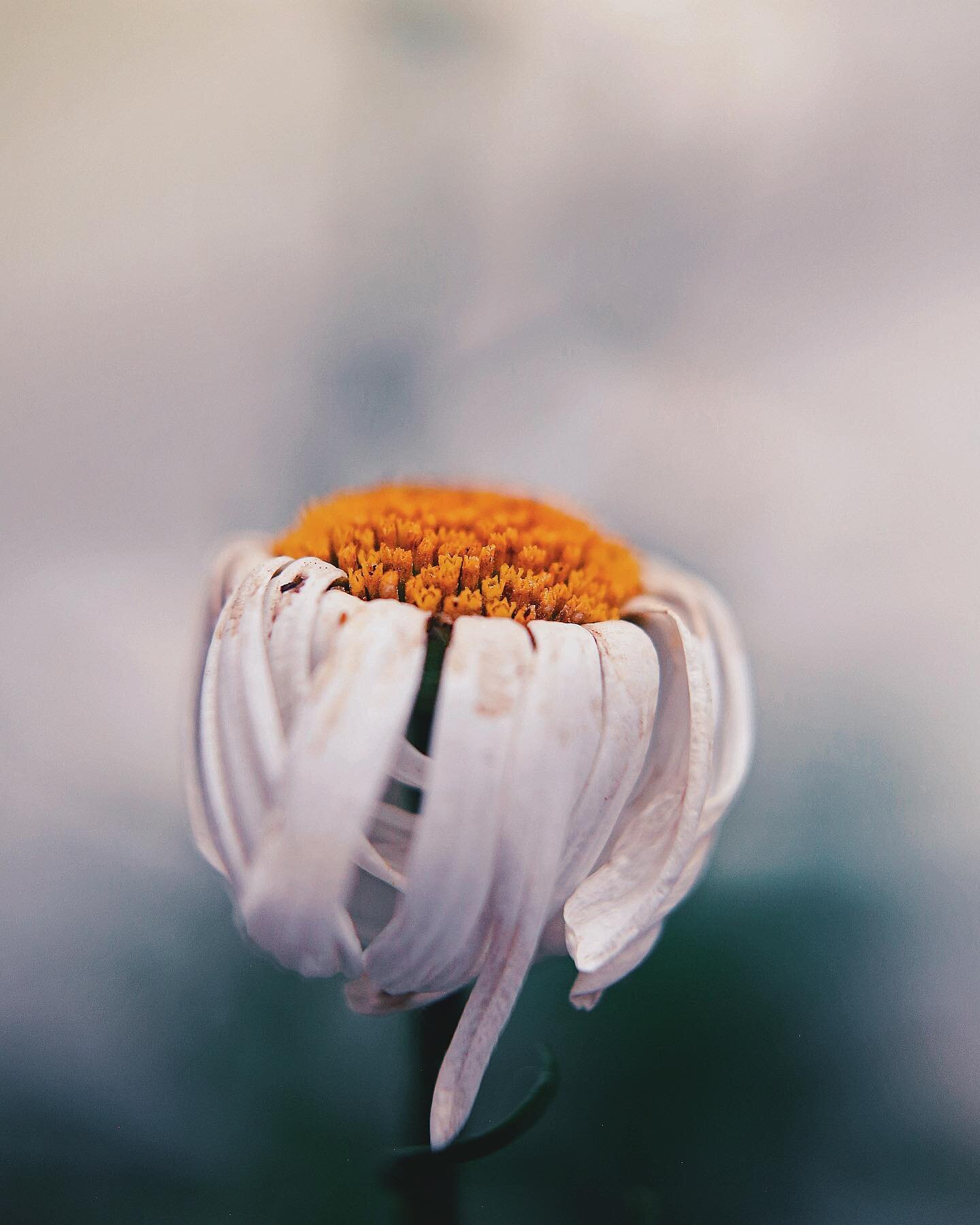 My heart felt this one. 💔
.
.
.
#monocarpic #flower #floral #botanical #dof #nature #mothernature #50mm #sunpak #lensfilters #macro #macroesque #macroish #blur #rebeccatillett #oklahoma #ruraloklahoma #tulsaphotographer #okmulgeeoklahoma #plants #fl