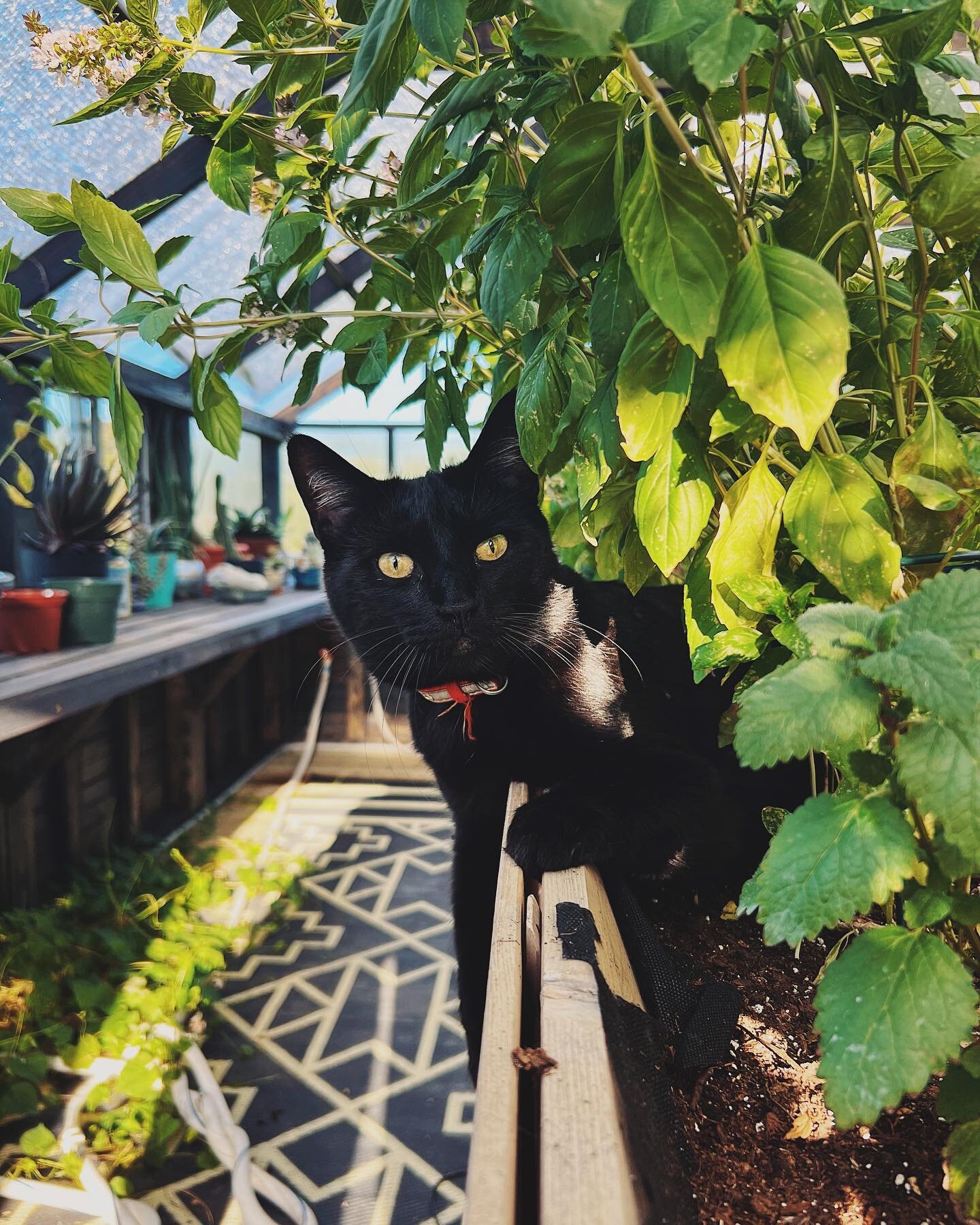 Sneakily&mdash;
Snuck out the front door. 
Snuck into my greenhouse. 
Snuck into my raised planter. 
Made himself comfortable on top of my basil.

I can&rsquo;t be mad at this cat and he knows it.
.
.
.
#cat #kitty #blackkitty #henry #henryjonesjr #h