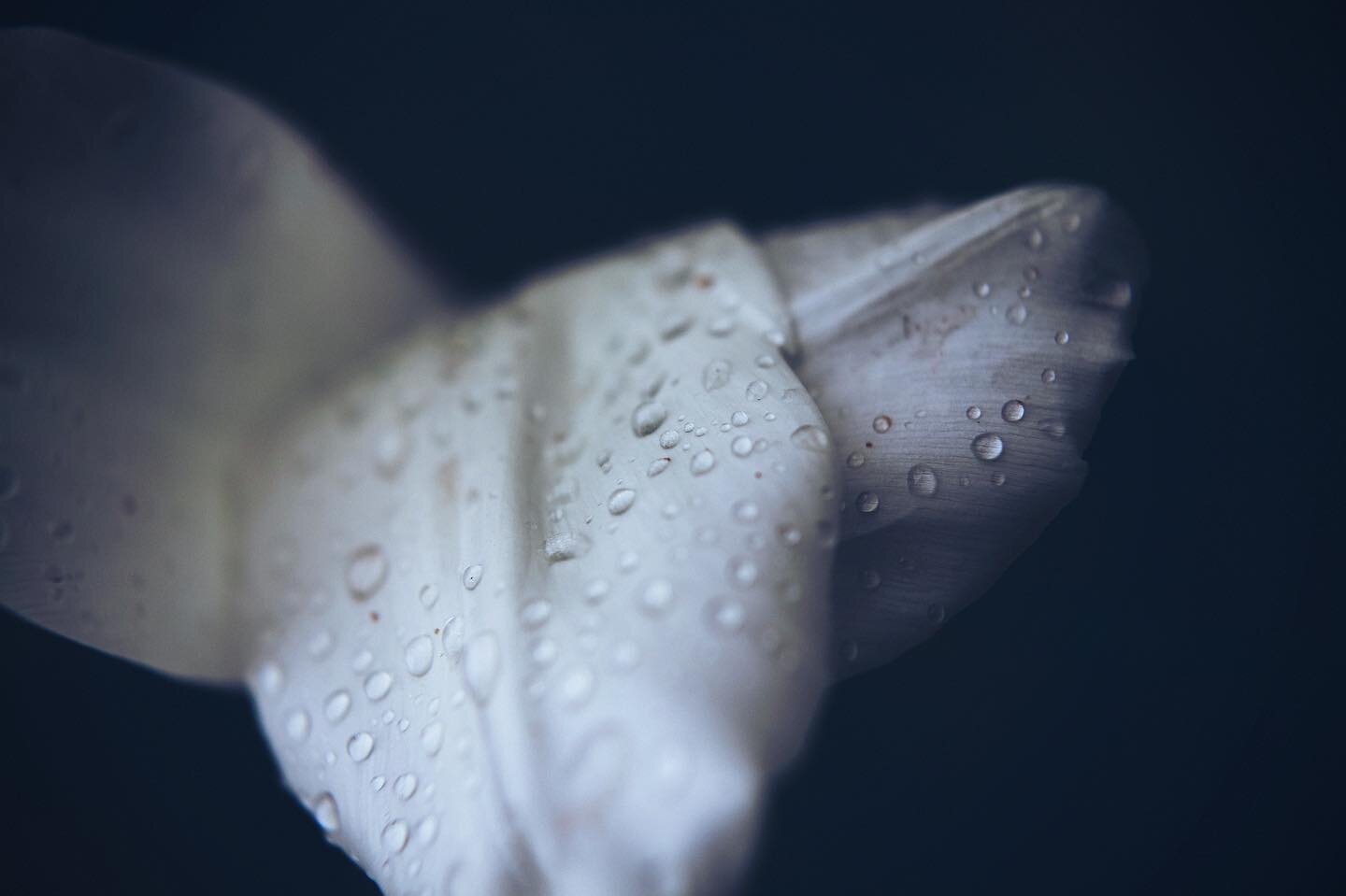 .
.
.
#monocarpic #flower #floral #botanical #dof #nature #mothernature #50mm #sunpak #lensfilters #macro #macroesque #macroish #blur #rebeccatillett #oklahoma #ruraloklahoma #tulsaphotographer #okmulgeeoklahoma #plants #flowers #garden