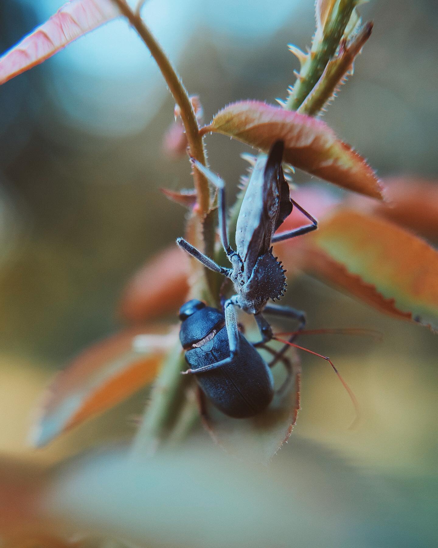 Grateful to be heading into cooler weather and out of my daily interactions with these creepy guys. 

If you watch these things, they watch you back. 👀
.
.
.
#monocarpic #insects #wheelbug #assasinbug #creepybugs #summer #fall #rebeccatillett #oklah