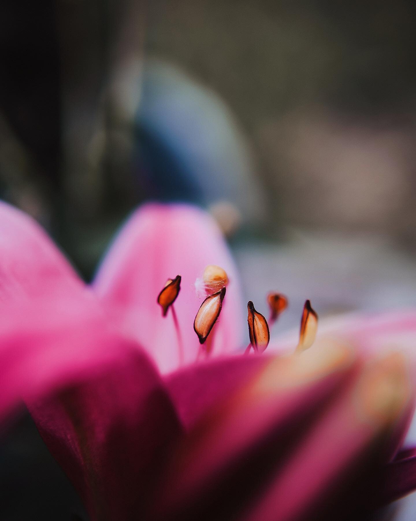 To those who do, thanks for loving me 💕
.
.
.
#monocarpic #flower #floral #botanical #dof #nature #mothernature #50mm #sunpak #lensfilters #macro #macroesque #macroish #blur #rebeccatillett #oklahoma #ruraloklahoma #tulsaphotographer #beggsoklahoma 