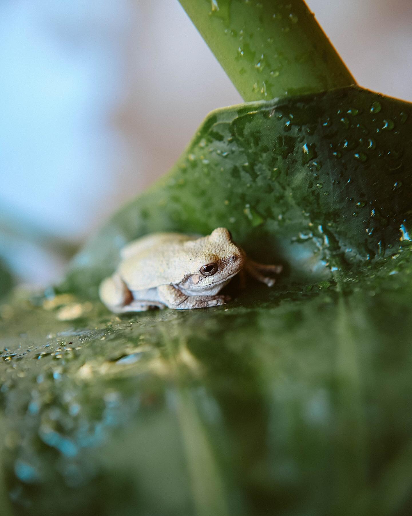 Remembering back to last summer and this little frequent visitor to my elephant ear on our front porch. 🐸
.
.
.
#frog #froggy #elephant ear #summer #ruralok #ruraloklahoma #beggsoklahoma #okmulgeeoklahoma #depthoffield #depthoffieldphotography #sunp