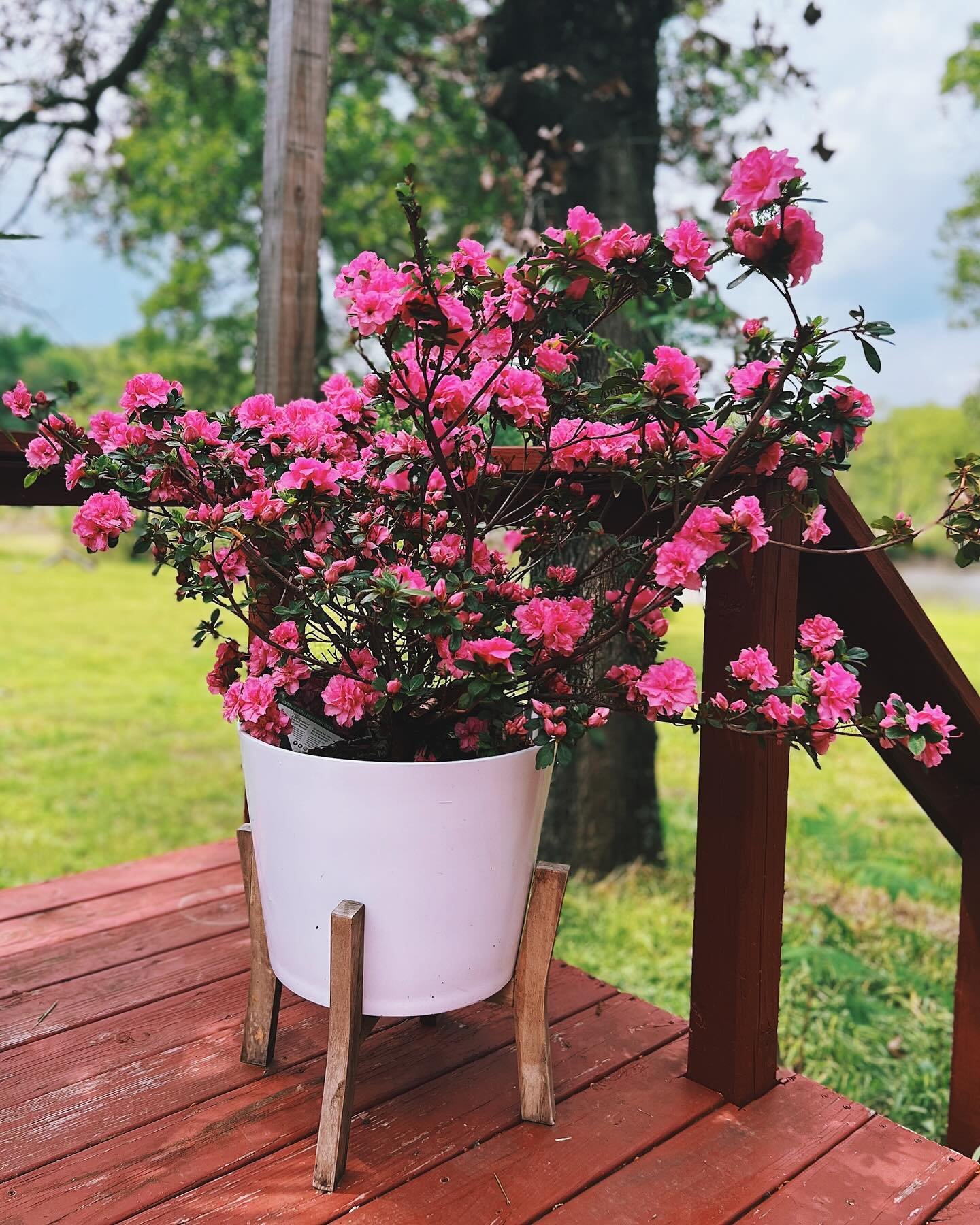 My azalea, which hardly bloomed at all last year, recently exploded with color. 🌸

#azaleas #bloom #spring #pink #easternoklahoma